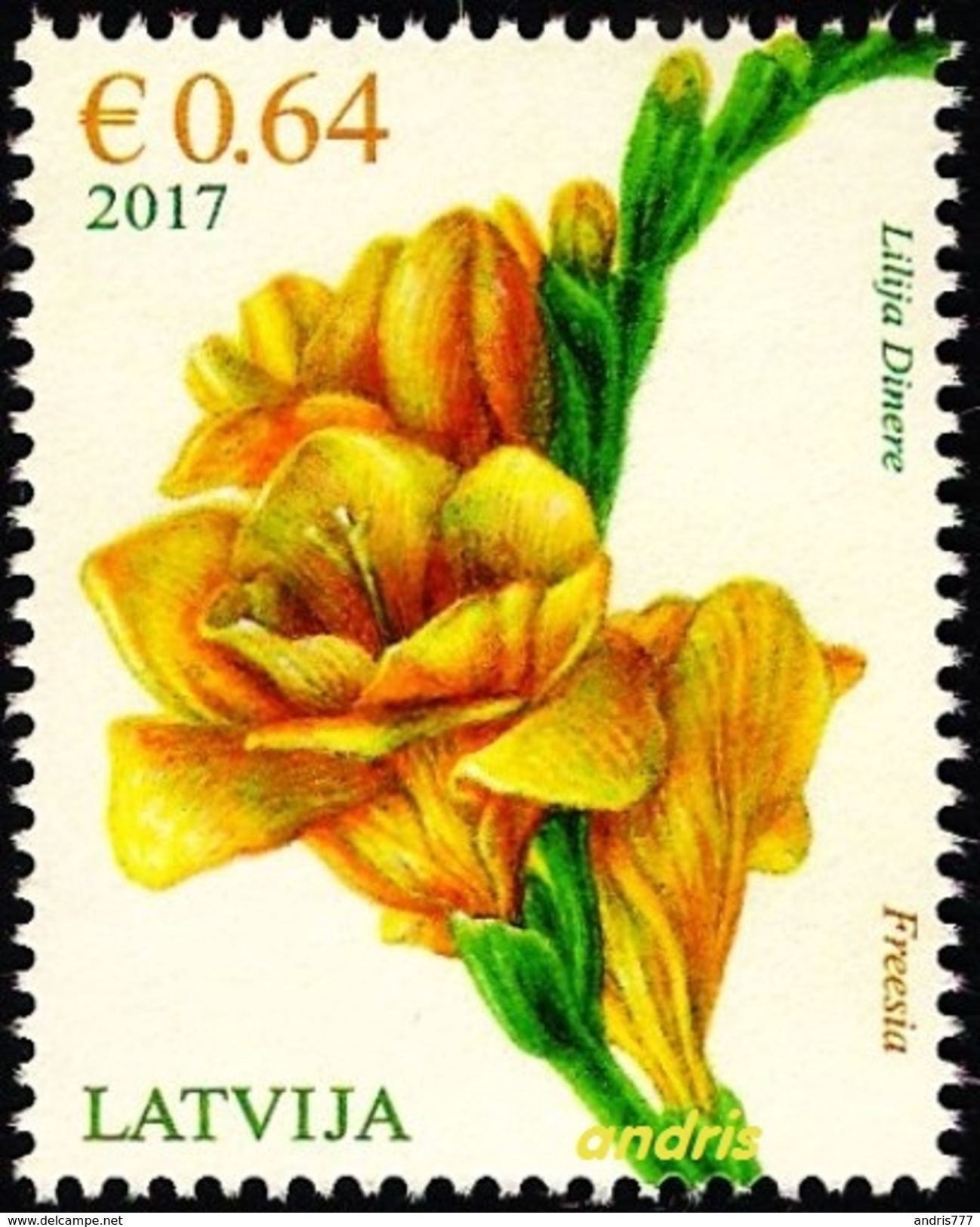 Latvia Lettland Lettonie 2017 (03) Flower - Freesia - Blume - Freesie - Lettland