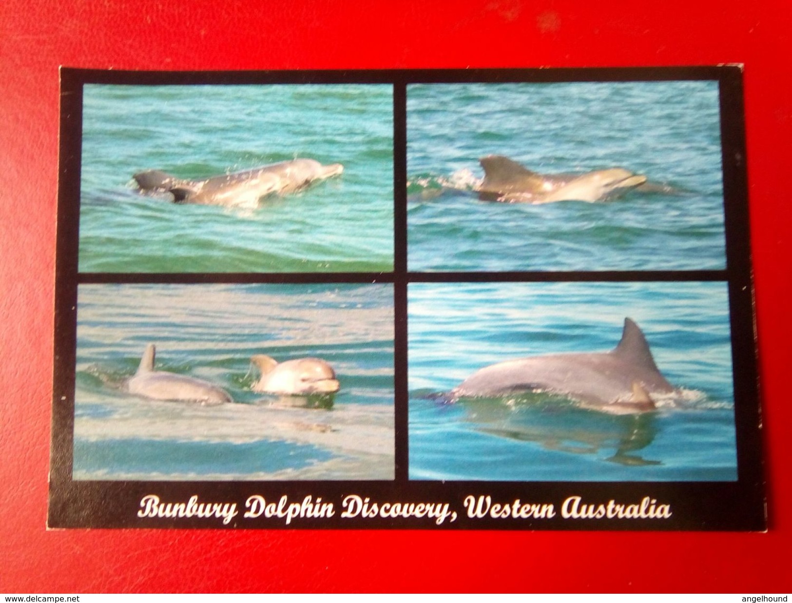 Bunburty Dolphin Discovery - Bunbury