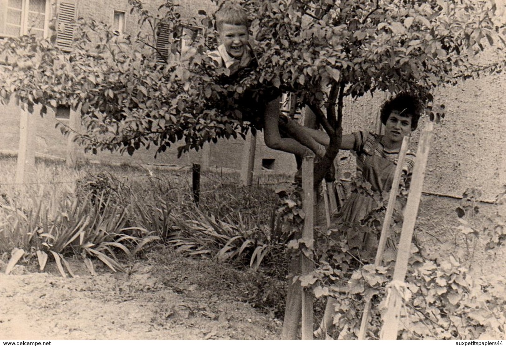 Photo Originale D'un Jeune Tarzan Retrouvé Dans Un Arbre Par Sa Mère Vers 1960 - Personnes Anonymes