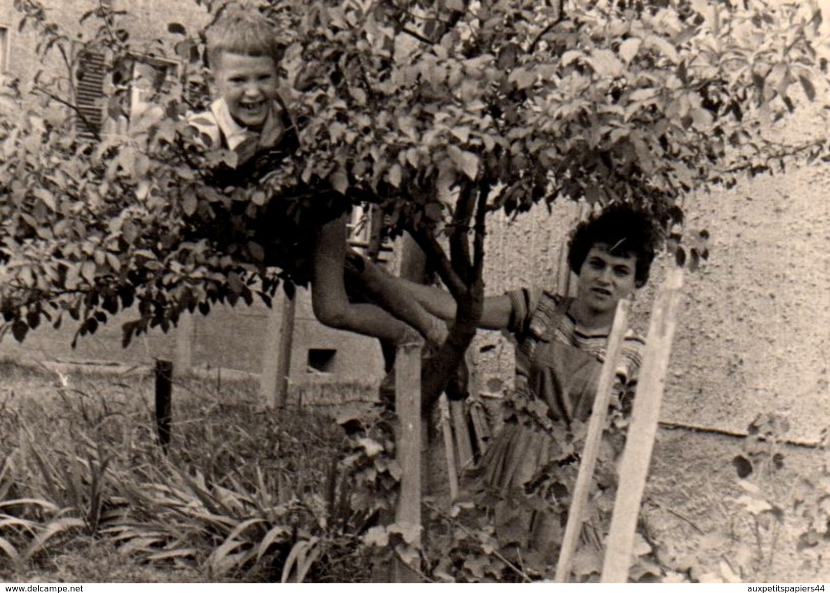 Photo Originale D'un Jeune Tarzan Retrouvé Dans Un Arbre Par Sa Mère Vers 1960 - Personnes Anonymes