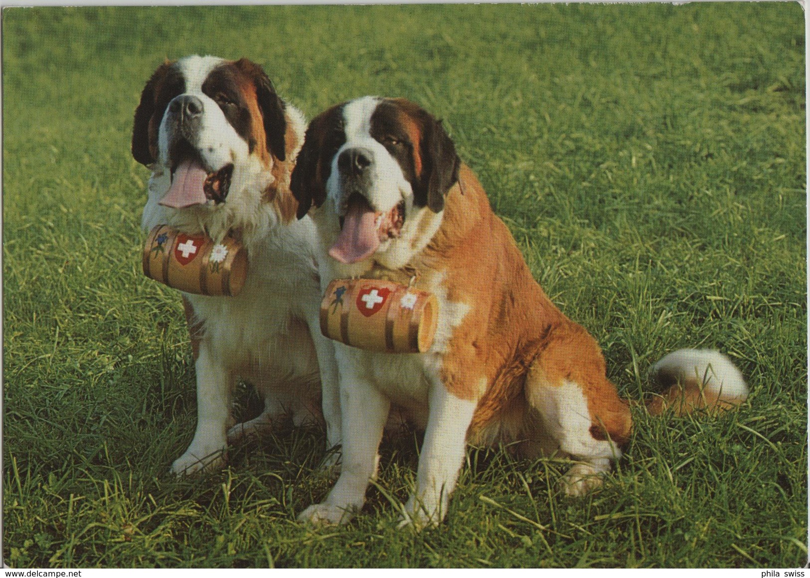 Bernhadiner Hunde - St. Bernhards-Zwinger Von Malters - Photo: Engelberger - Malters