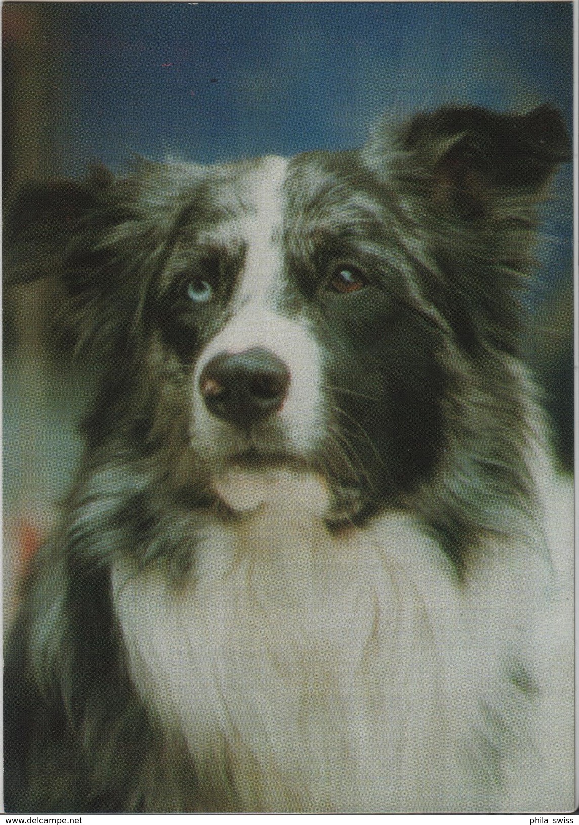 Tier Rettungs Dienst, 8185 Rüti - Hund, Dog - Photo: Susy Utziger - Rüti