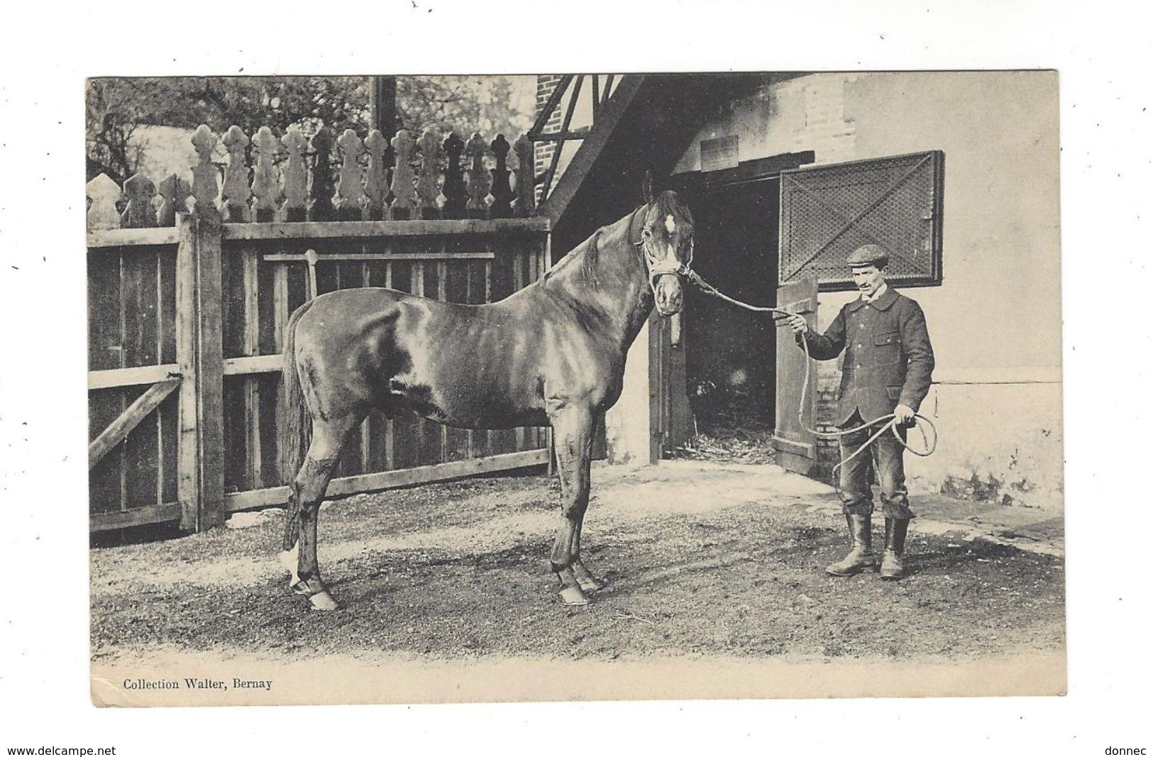 BERNAY  ( Haras Menneval Cheval Hippisme ) Coll. Walter - Bernay