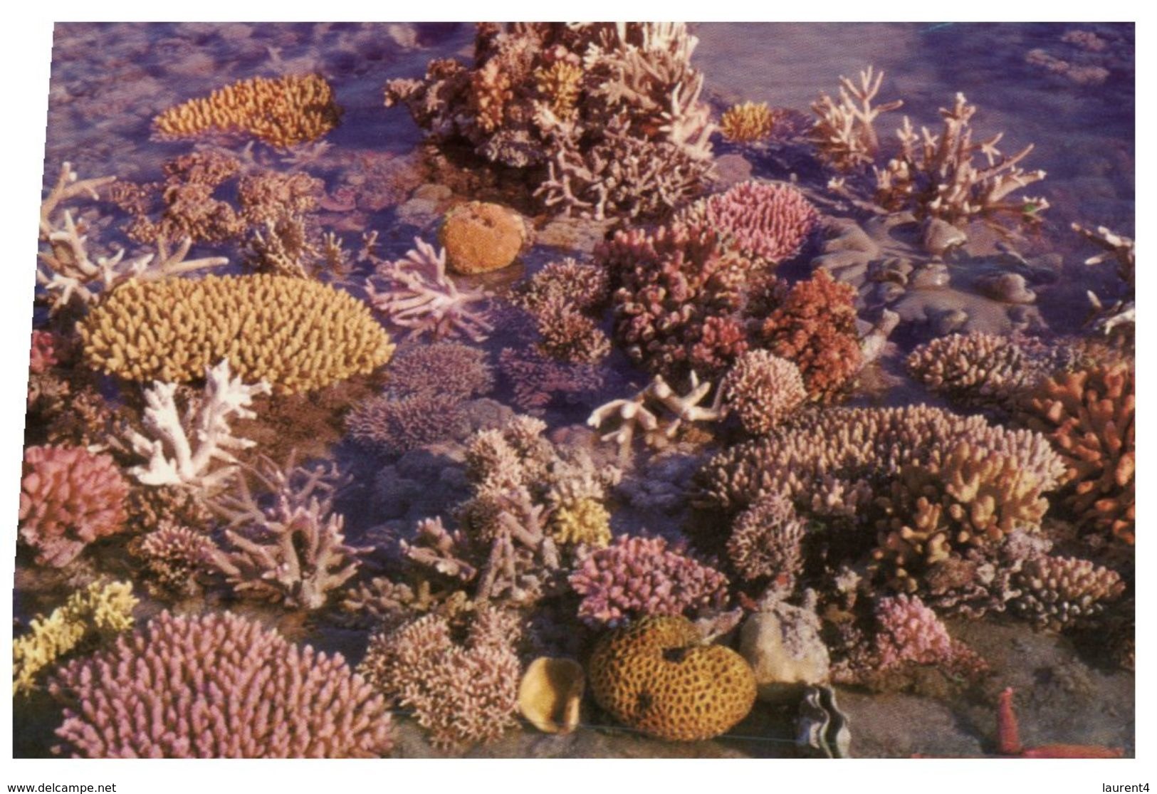 (204) Australia - QLD - Great Barrier Reef Coral - Great Barrier Reef