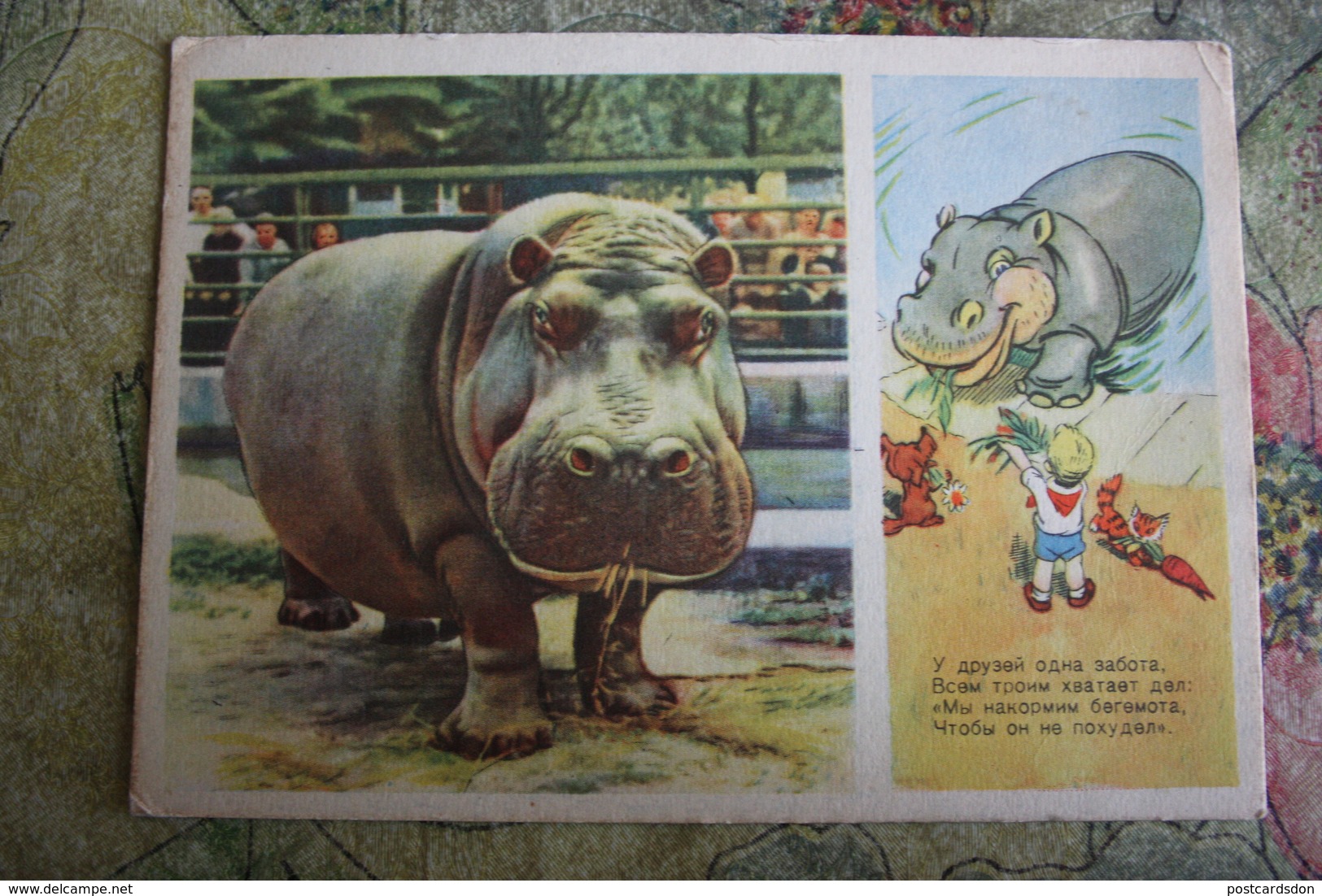 USSR Old Postcard  - Hippo   - Pioneer - 1955 - Hippopotamuses