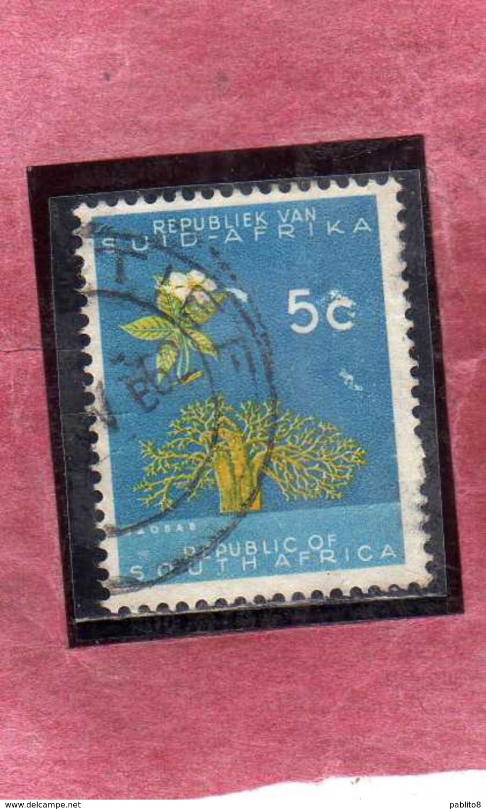 SUD SOUTH AFRICA RSA AFRIQUE 1961 FLORA BAOBAB TREE FLOWER FIORE ALBERO  CENT. 5c USATO USED OBLITERE' - Used Stamps