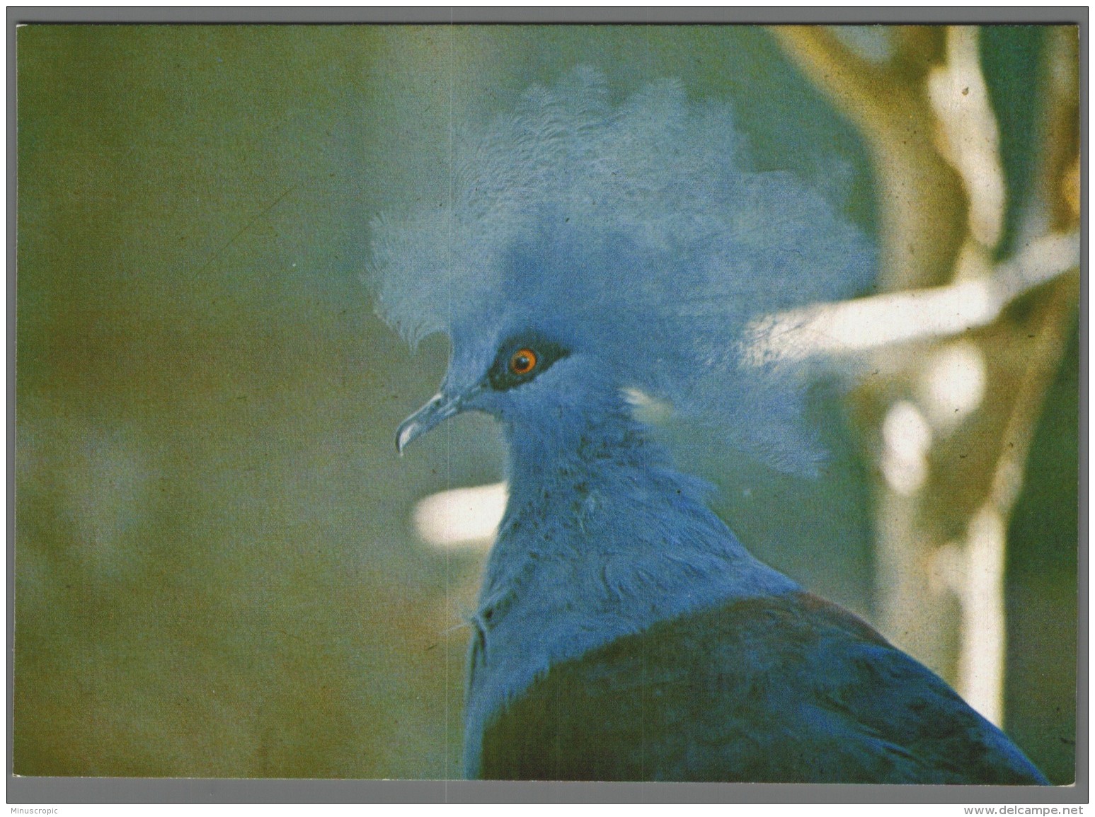 CPM 01 - Villars Les Dombes - Parc Ornithologique - Goura Couronné - Villars-les-Dombes