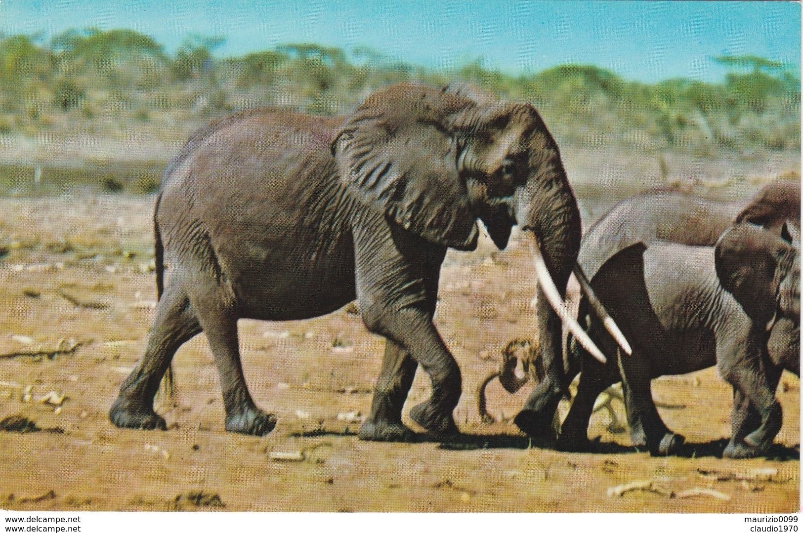 CARTOLINA - POSTCARD - KENIA - AFRICAN WILD LIFE - ELEFANTI - Kenia