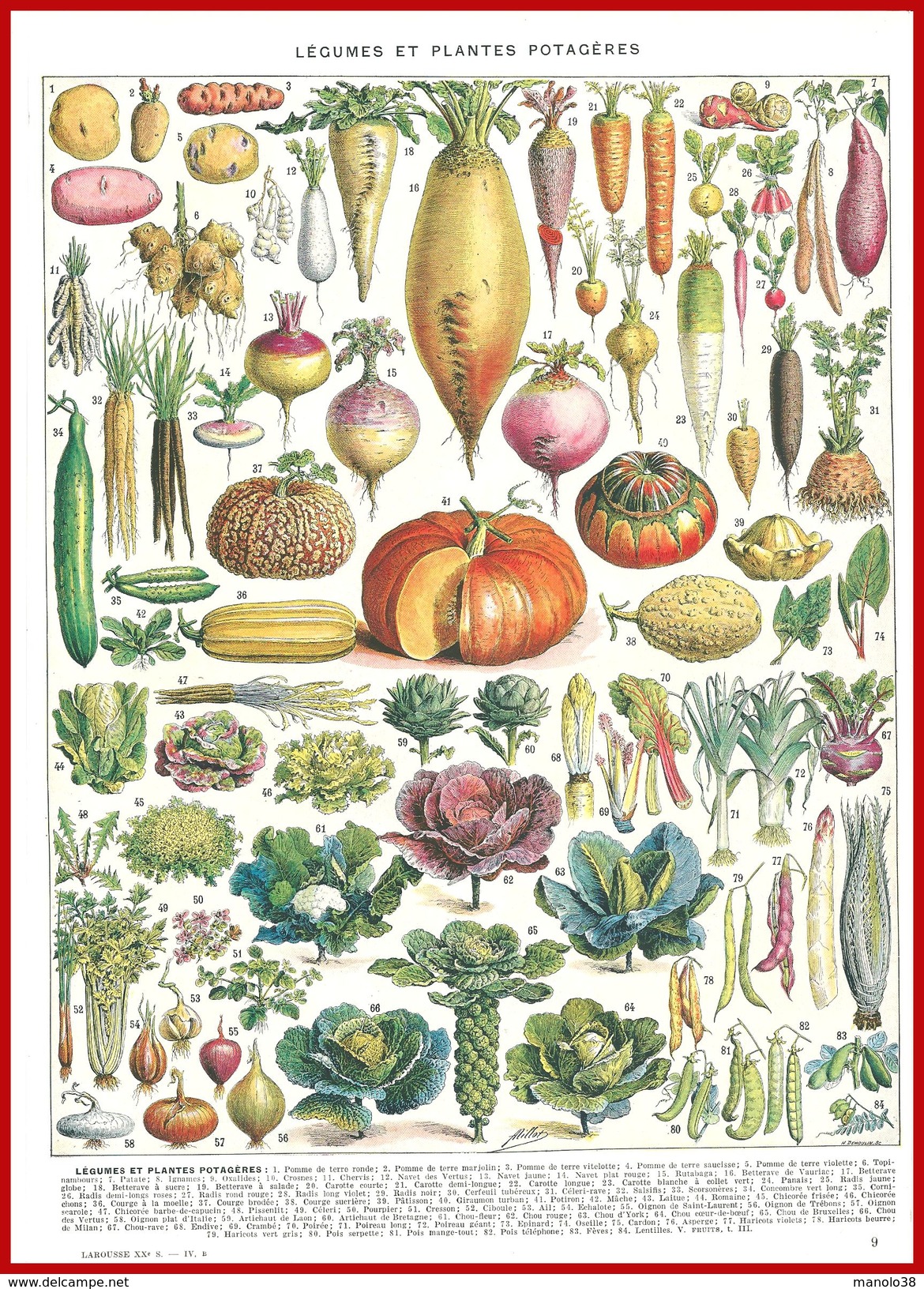 Légumes Et Plantes Potagères Illustration Adolphe Millot Recto Divers Cultures Verso Larousse 1948 - Autres & Non Classés