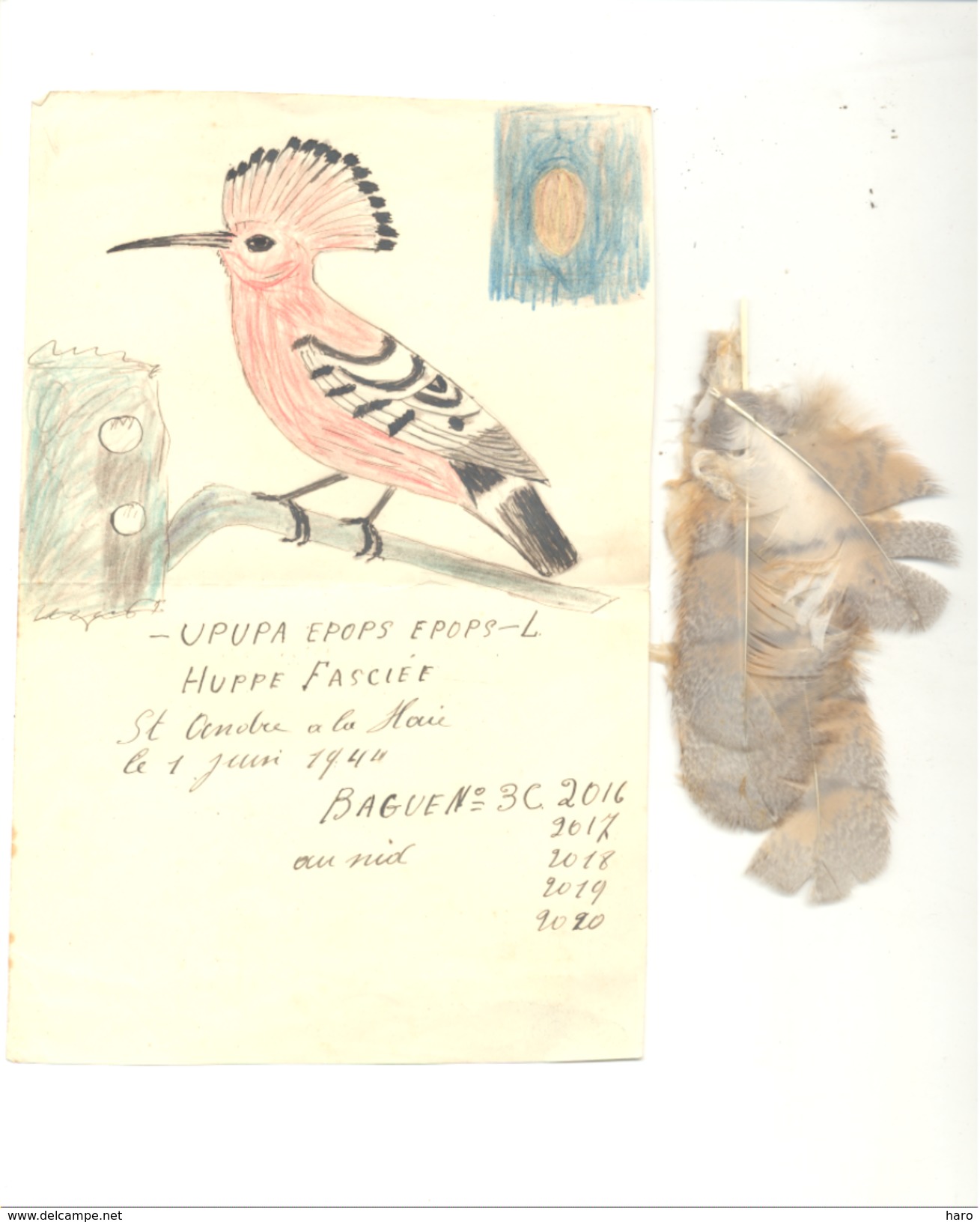 Ornithologie - Baguage D'oiseau Au Nid - HUPPE, SAINT - ANDRE 1944 - Fiche Manuscrite, Dessin, Renseignements Et Plumes - Autres & Non Classés