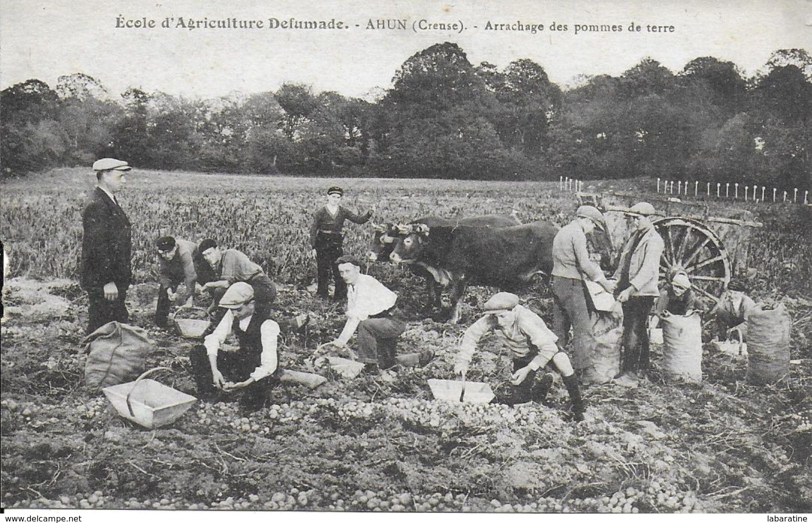 23)   AHUN  - Ecole D' Agriculture Defumade - Arrachage Des Pommes De Terre - Autres & Non Classés