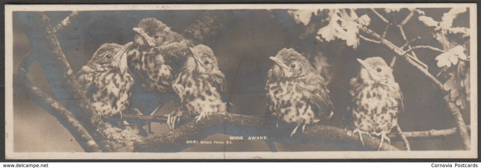 Wide Awake, Thrush Chicks, 1903 - Rotary Bookmark RP Postcard - Birds