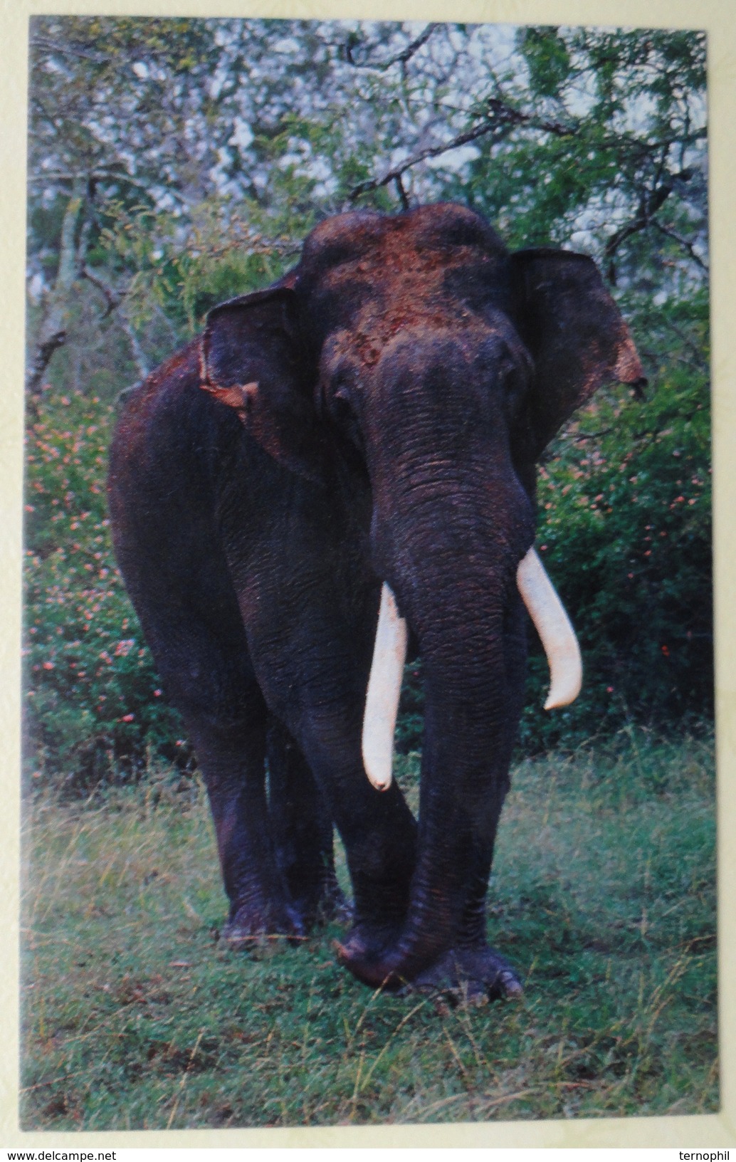 Indian Elephant At ZOO. Mysore. 0346 - Elephants