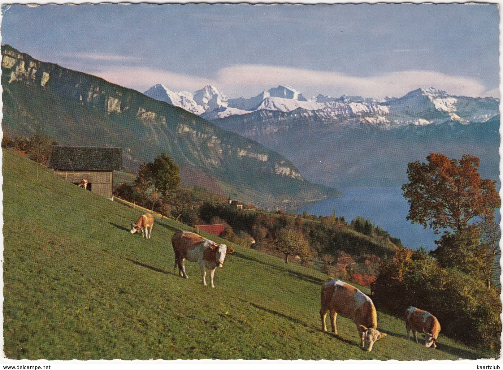 Sigriswil (Thunersee): ALPEN KÜHE / VACHE / KOEIEN / COWS - Eiger, Mönch Und Jungfrau - (Suisse/Schweiz) - Sigriswil