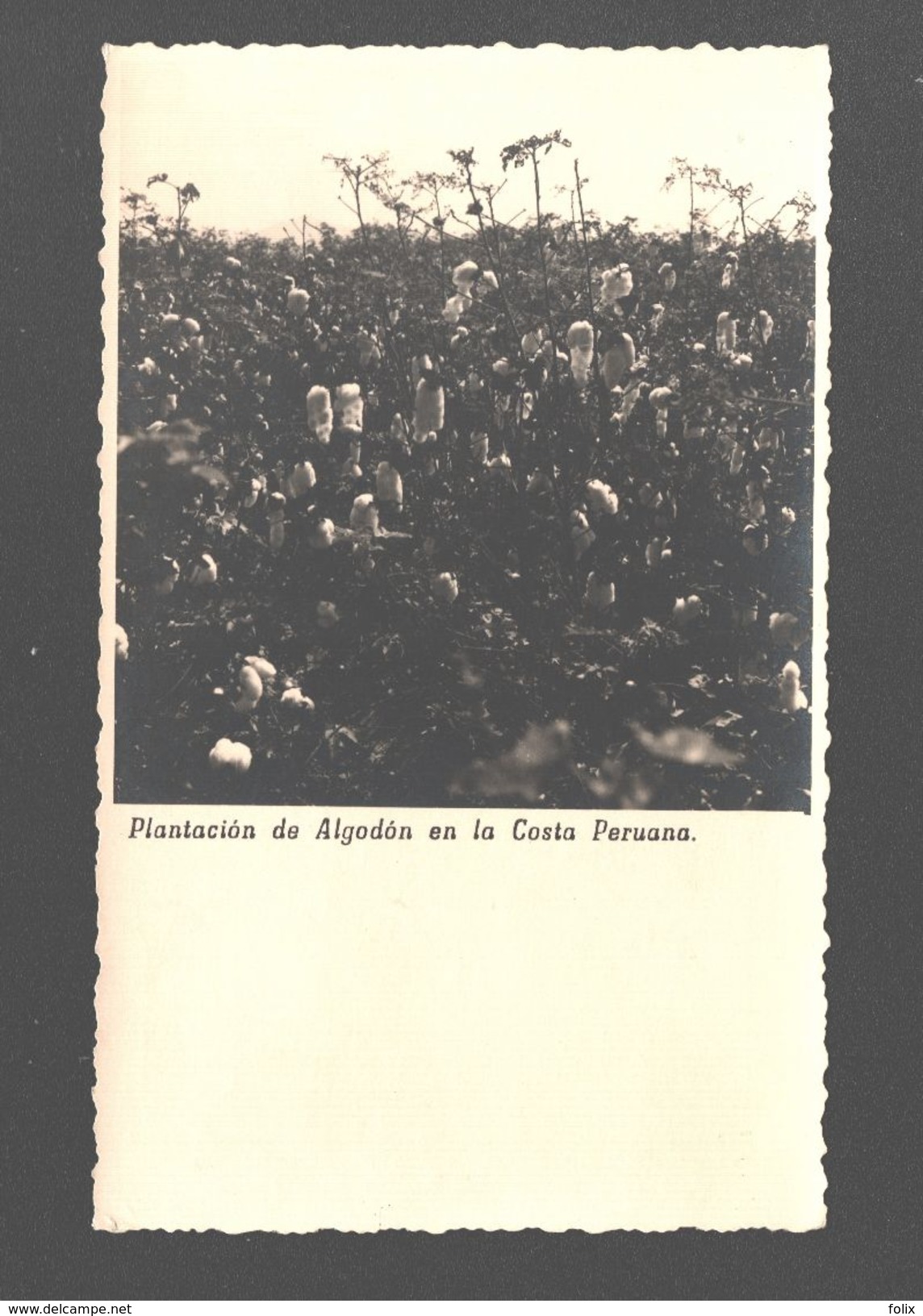 Plantacion De Algodon En La Costa Peruana - Agfa Photo Card Udo Schack, Lima - Pérou