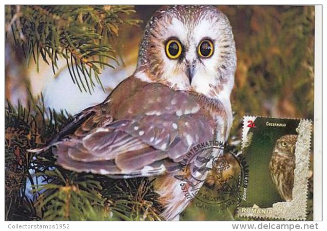 68254- LITTLE OWL, BIRDS, MAXIMUM CARD, 2014, ROMANIA - Gufi E Civette