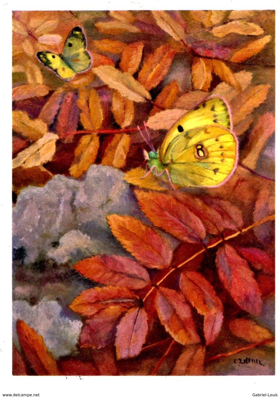 Pieriade: Colias Hyale H. Posfhörnchen - Soufré Colia - Pale Clouded Yellow - Papillon - Papillons