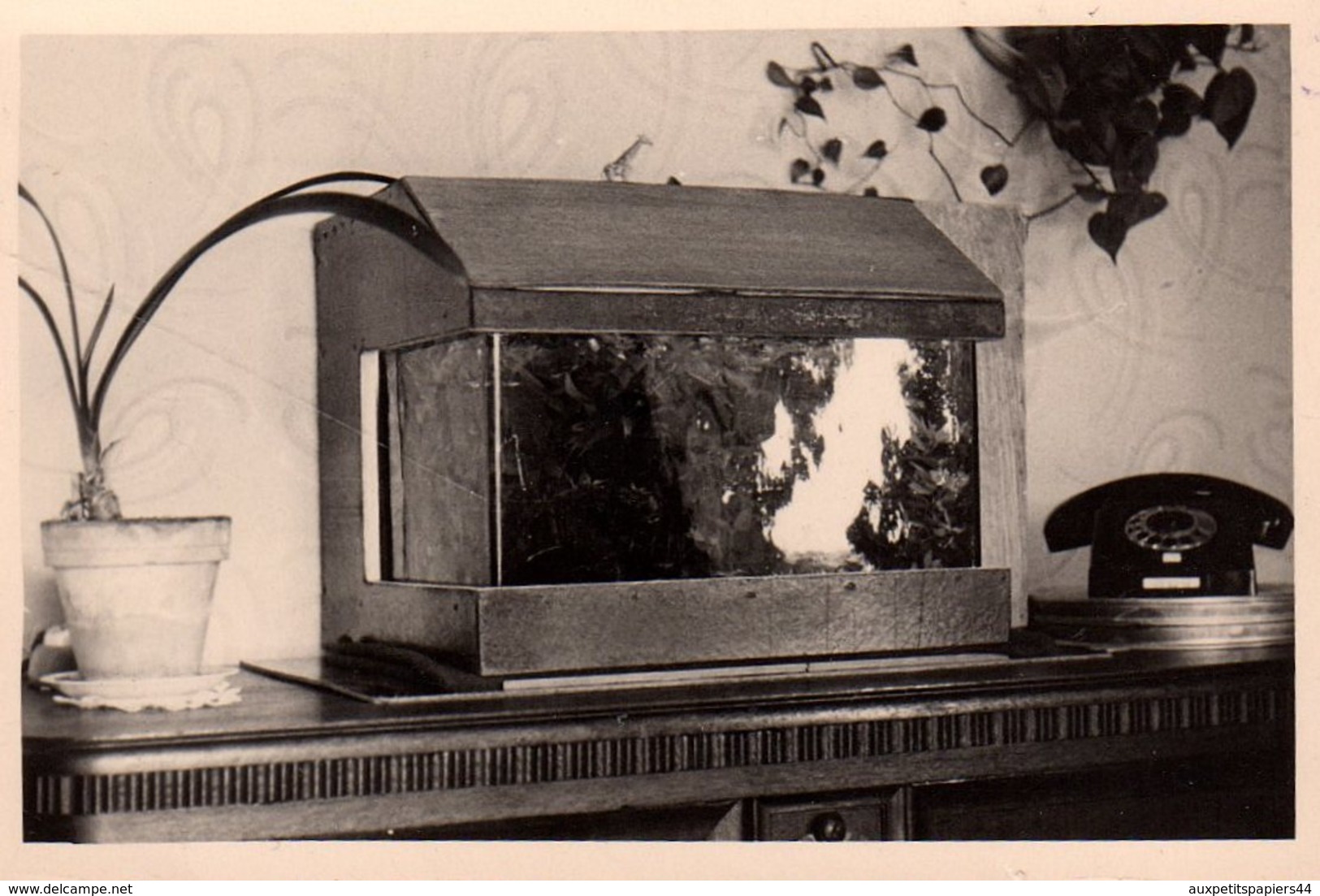 Photo Originale Aquarium Et Téléphone Vers 1960 - Oggetti