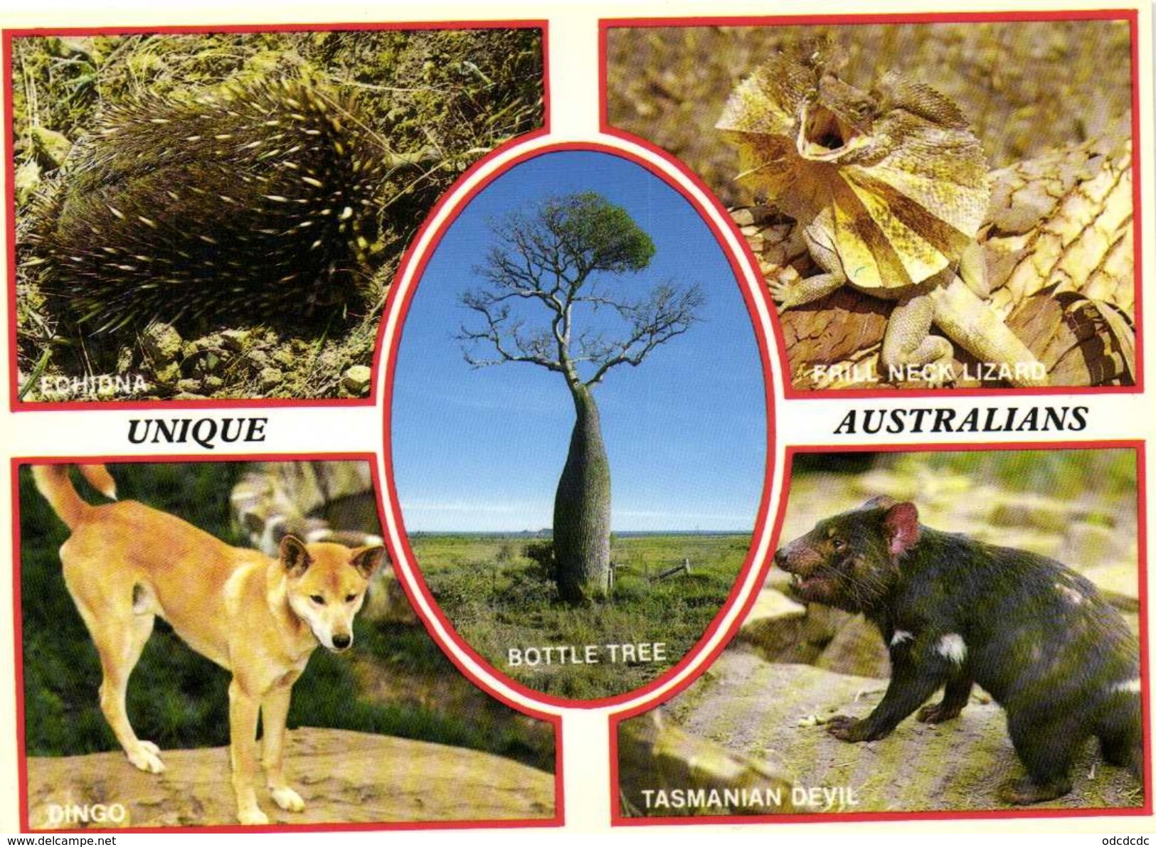 UNIQUE  AUSTRALIANS  WILDLIFE  Recto Verso - Autres & Non Classés