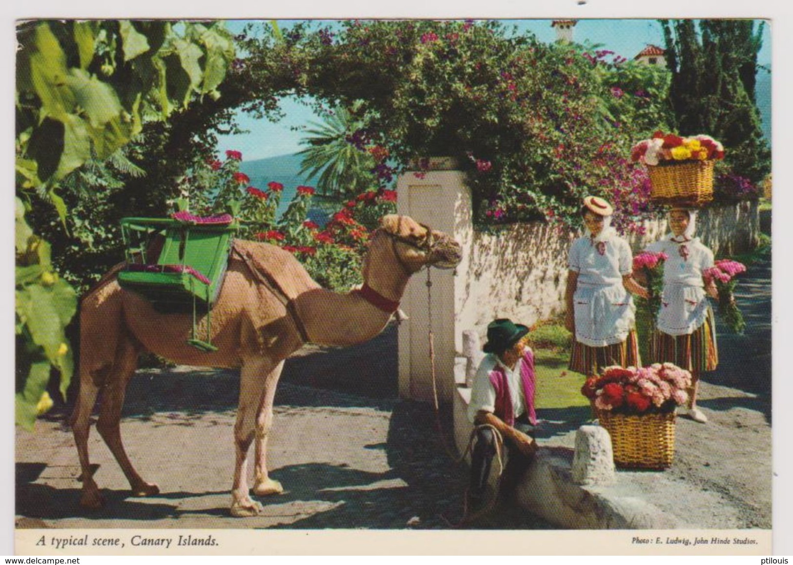 Canary Islands / Iles Canaries - A Typical Scene / Scène Typique - Autres & Non Classés