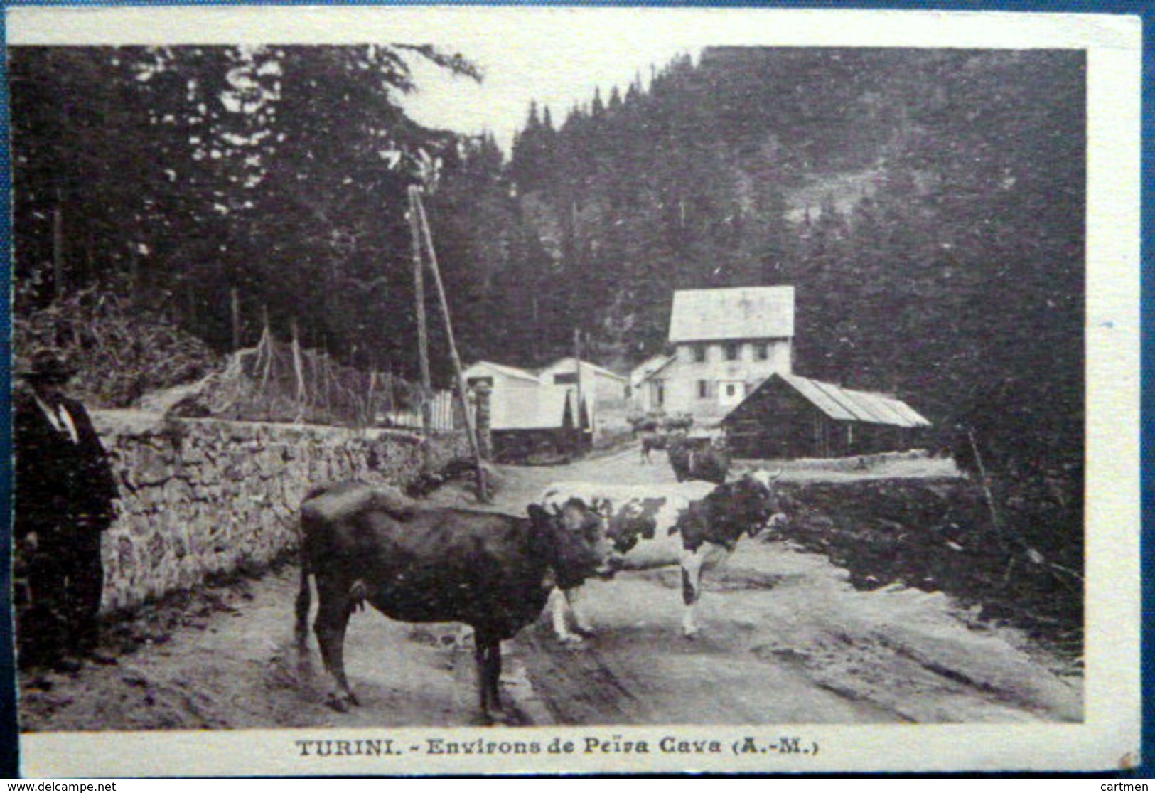 06 TURINI ENVIRONDE PEIRA CAVA  TROUPEAU DE VACHES - Autres & Non Classés