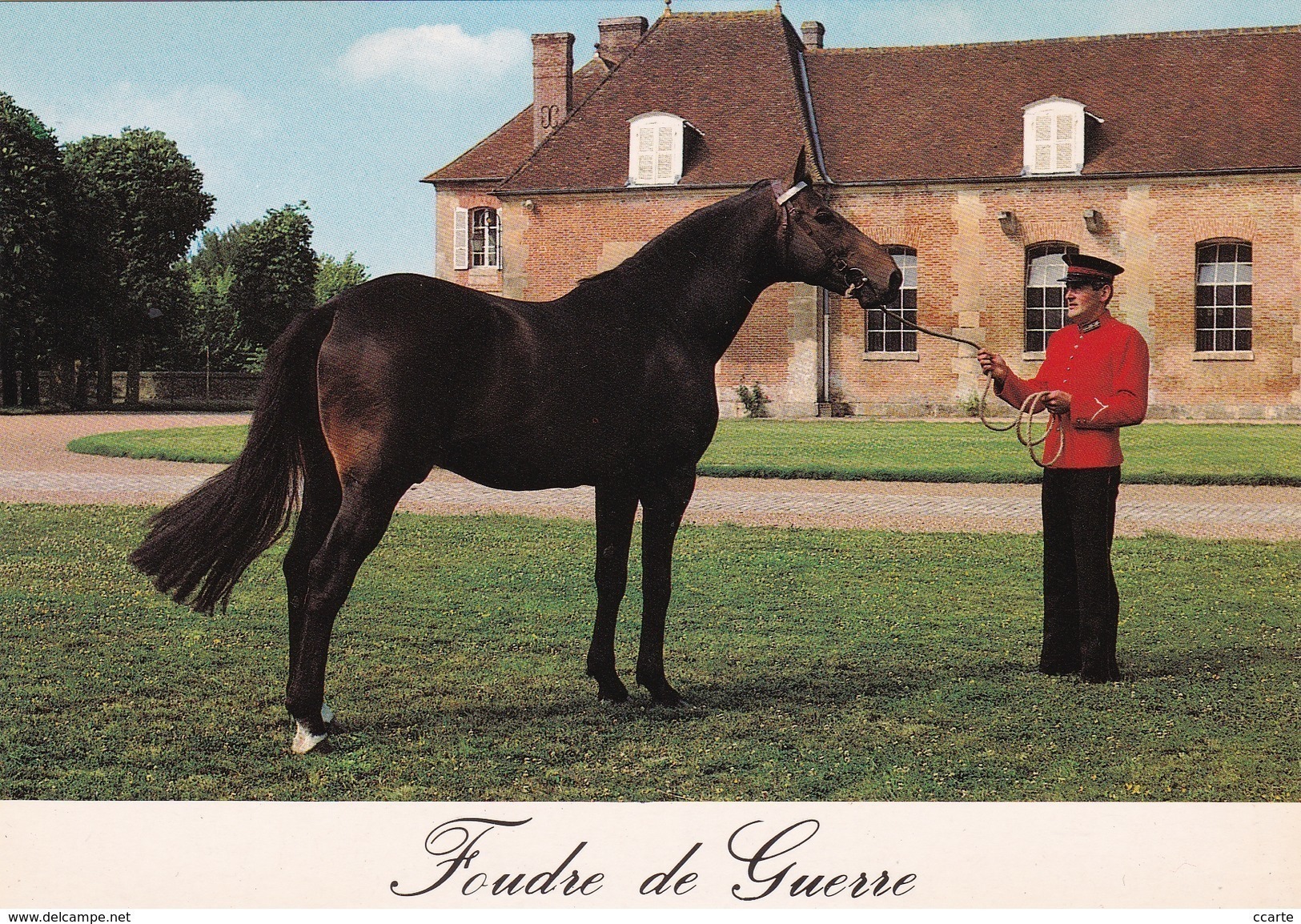 HIPPISME - HARAS - CHEVAUX - ETALONS - Foudre De Guerre (Selle Français) - CPM - Chevaux