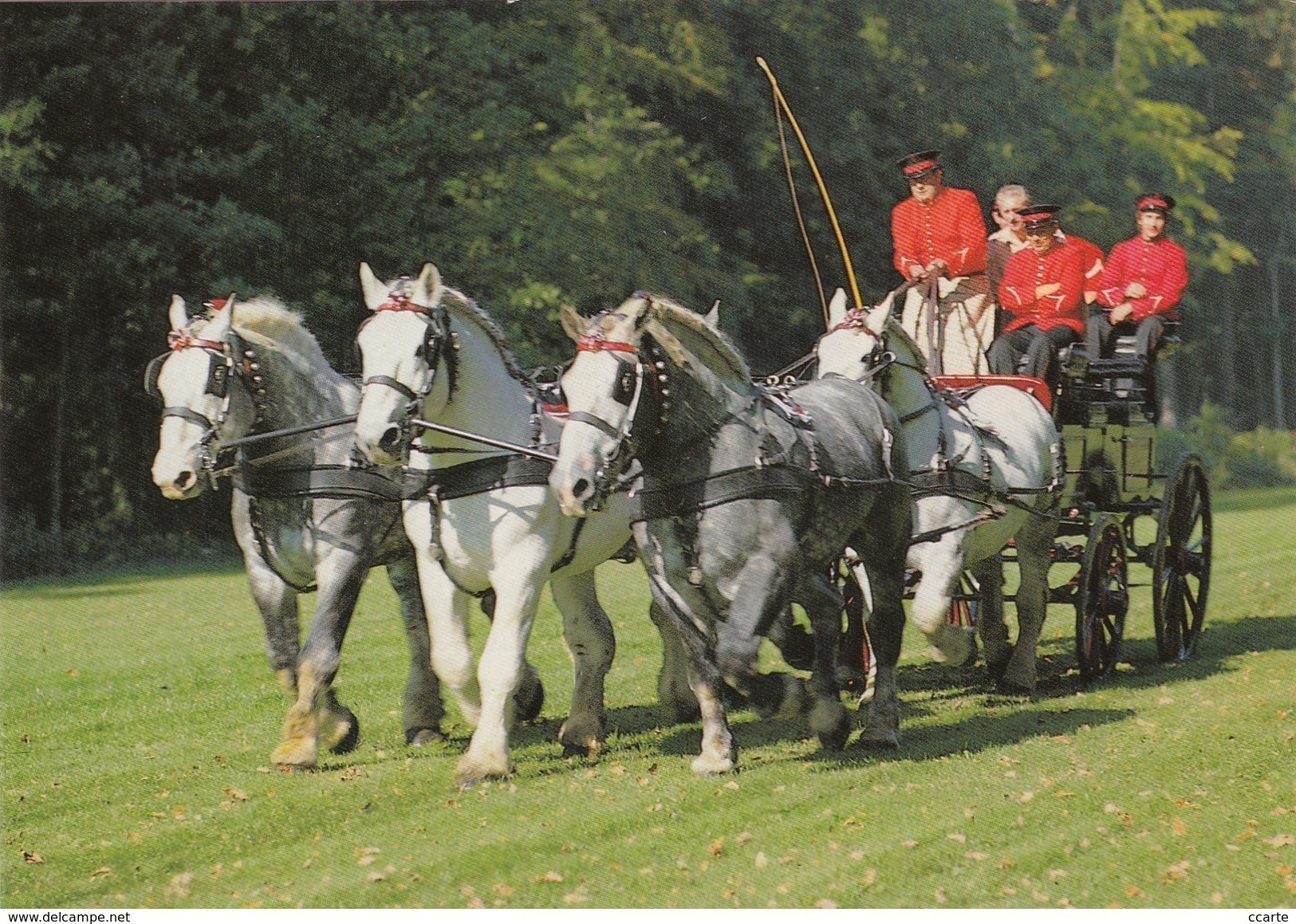 HIPPISME - HARAS - CHEVAUX - ATTELAGES - ATTELAGE A 5 CHEVAUX DE TRAIT - CPM - Chevaux