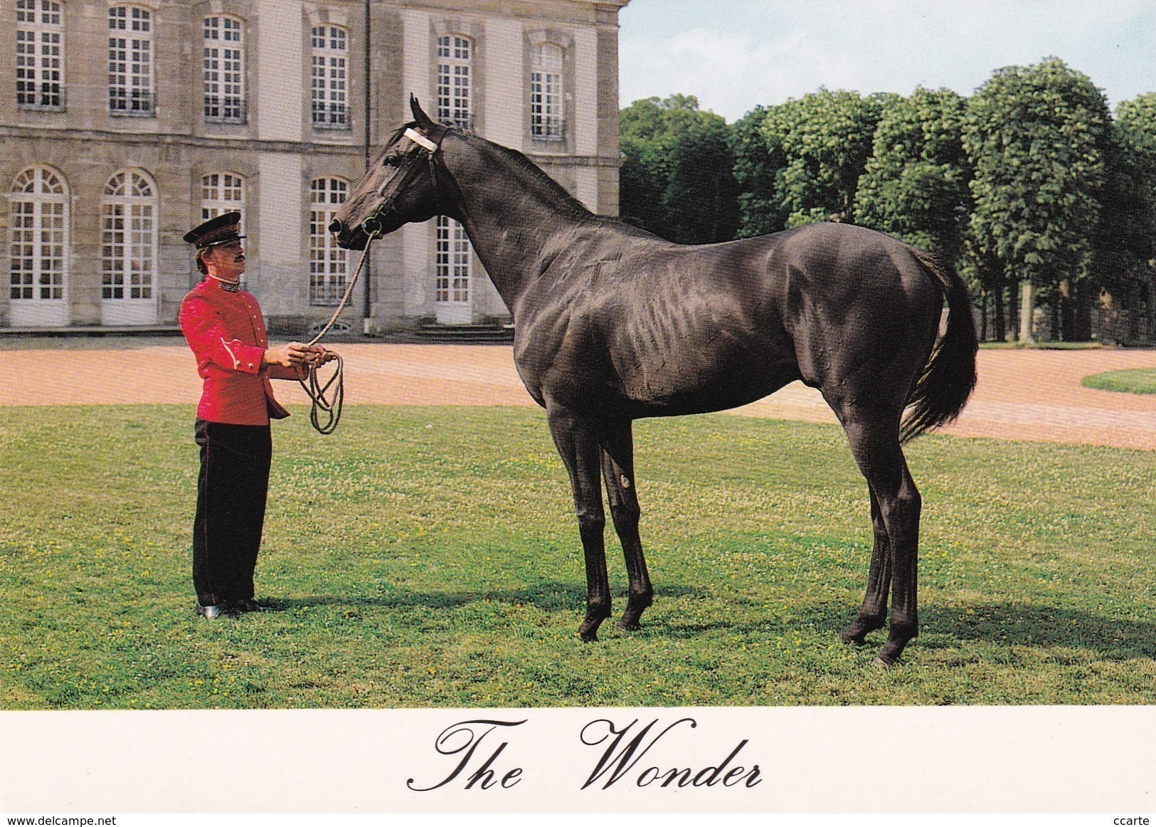 HIPPISME - HARAS - CHEVAUX - ETALONS - The Wonder (pur Sang Anglais) - CPM - Chevaux