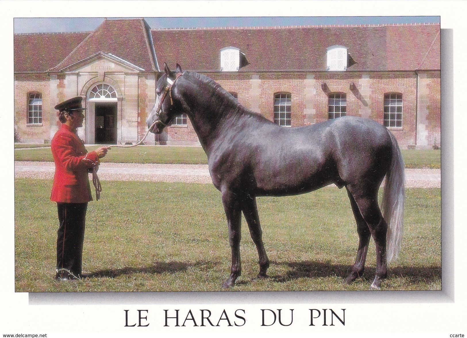 HIPPISME - HARAS - CHEVAUX - ETALONS EN PRESENTATION AU HARAS DU PIN - CPM - Chevaux