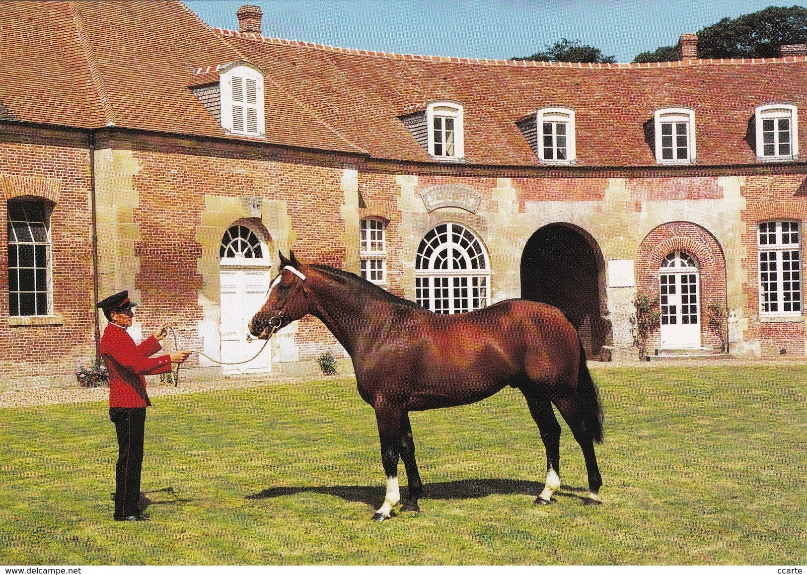 HIPPISME - HARAS - CHEVAUX - ETALONS - Adagio (Selle Français) - CPM - Chevaux