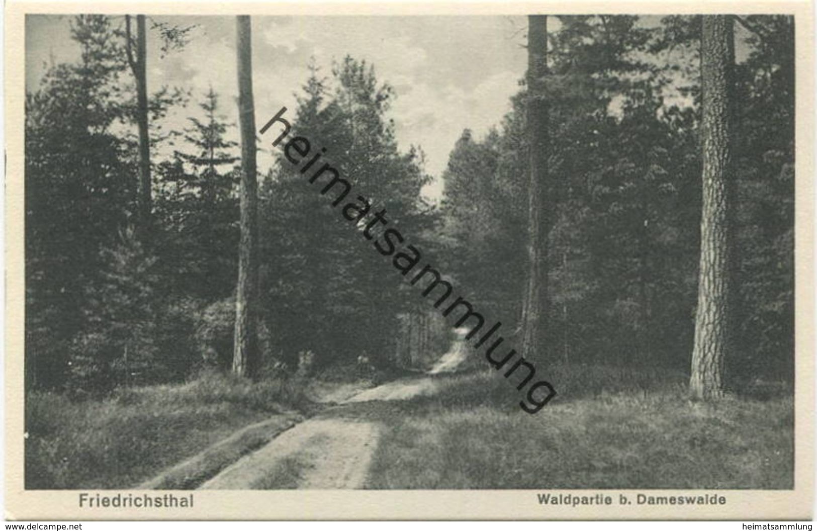 Friedrichsthal - Waldpartie Bei Dameswalde 30er Jahre - Verlag Willi Mathaus Berlin - Oranienburg