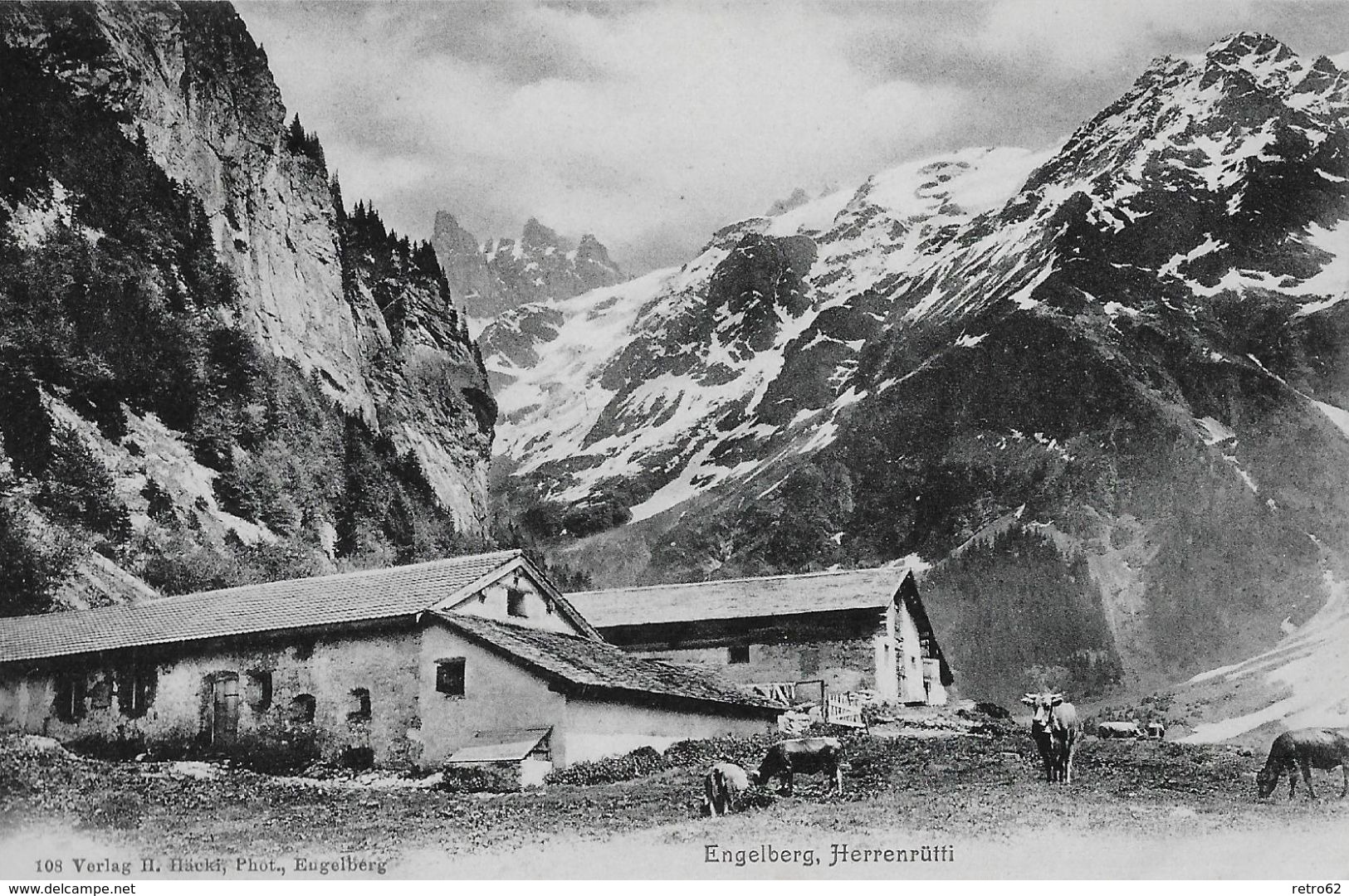 ENGELBERG → Herrenrütti Mit Viehherde Und Den Spannörter, Ca.1910 - Engelberg