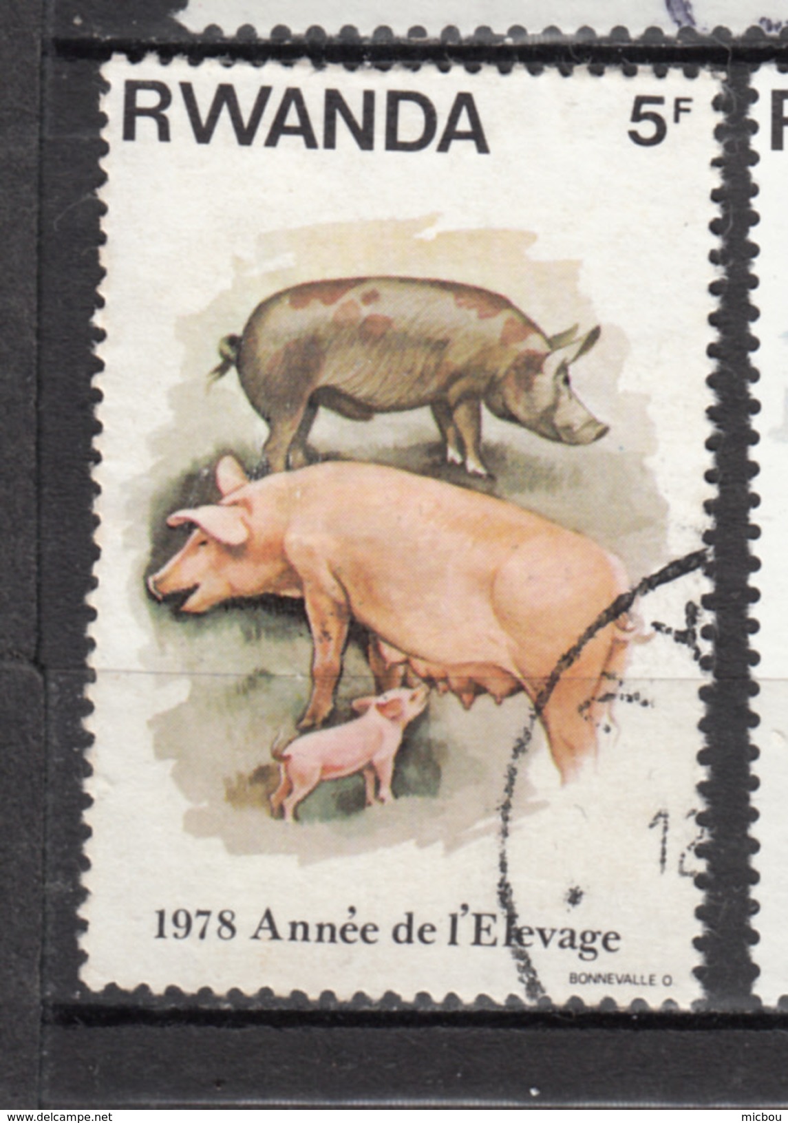 Rwanda, Cochon, Pig, Allaitement, Breast Feeding, Lait, Milk - Ferme