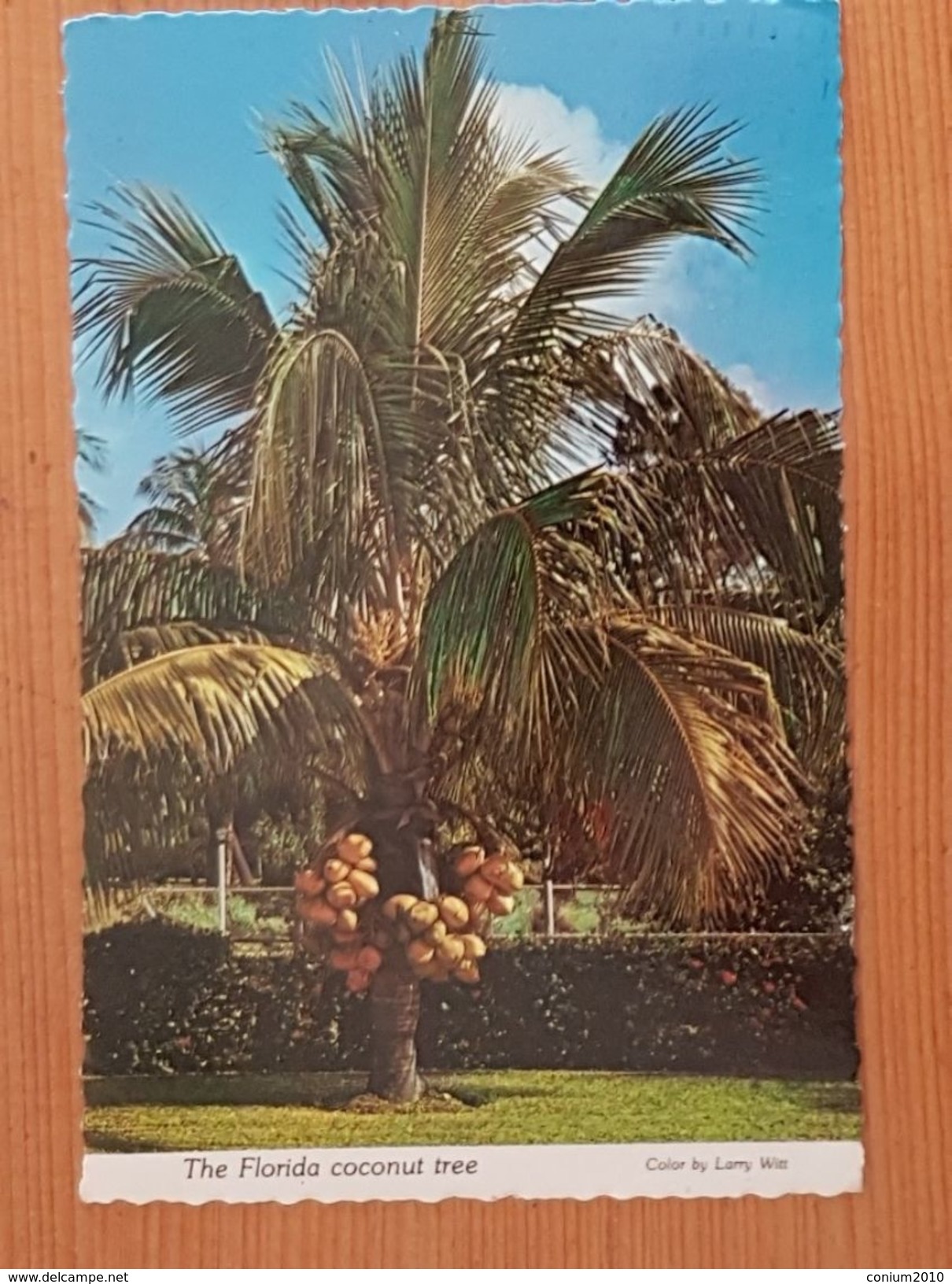 Florida Coconut Tree, Gelaufen 1981 (?) (Miami) - Bäume