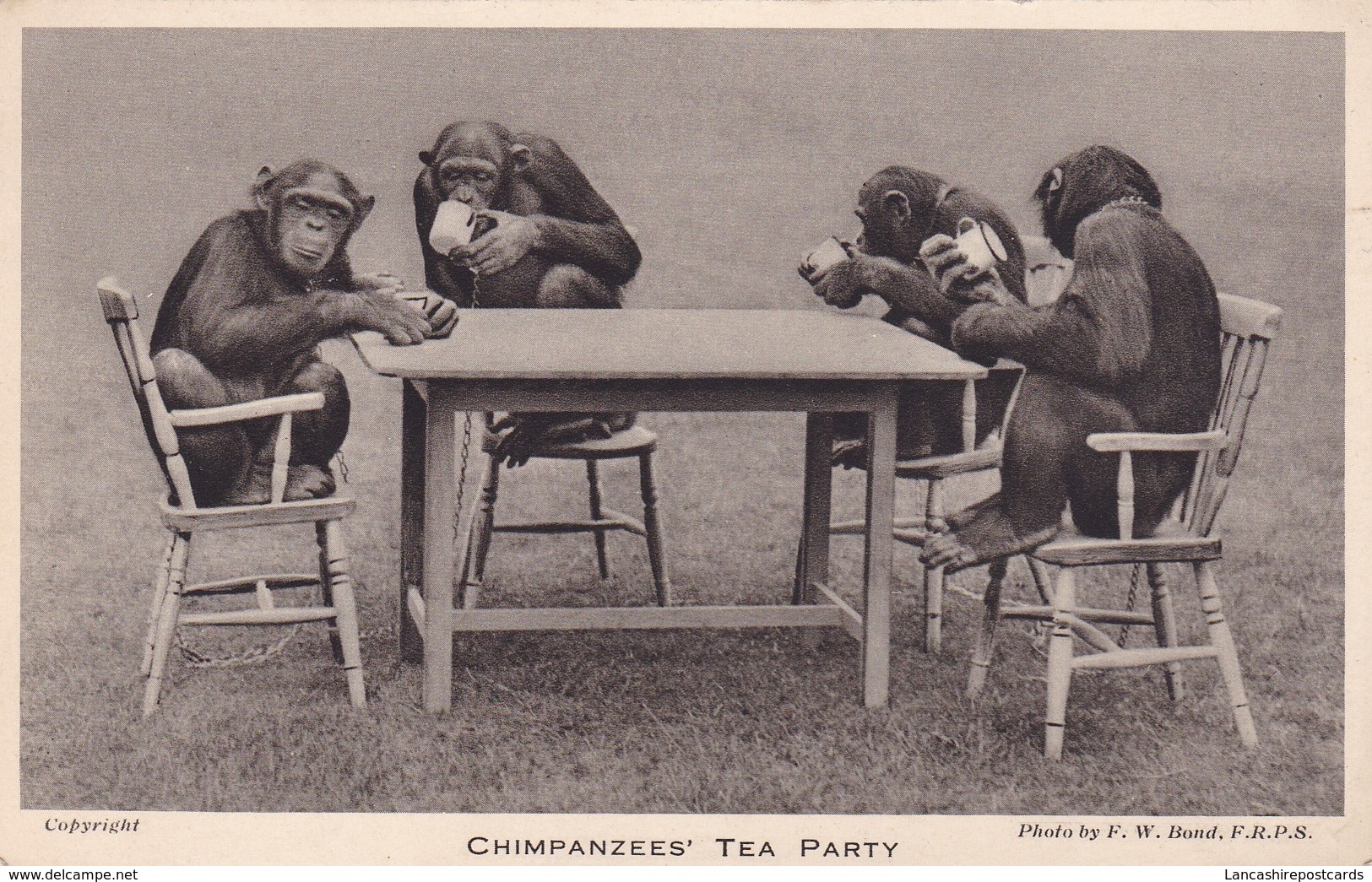 Postcard Chimpanzees Tea Party London Zoo [ Regents Park ] By Bond My Ref  B11773 - Monkeys