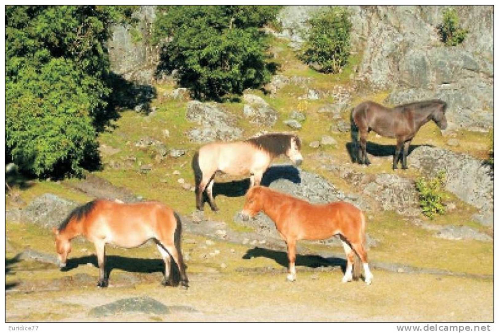 Horses Breeds - Gotland Postcard Collector - Caballos