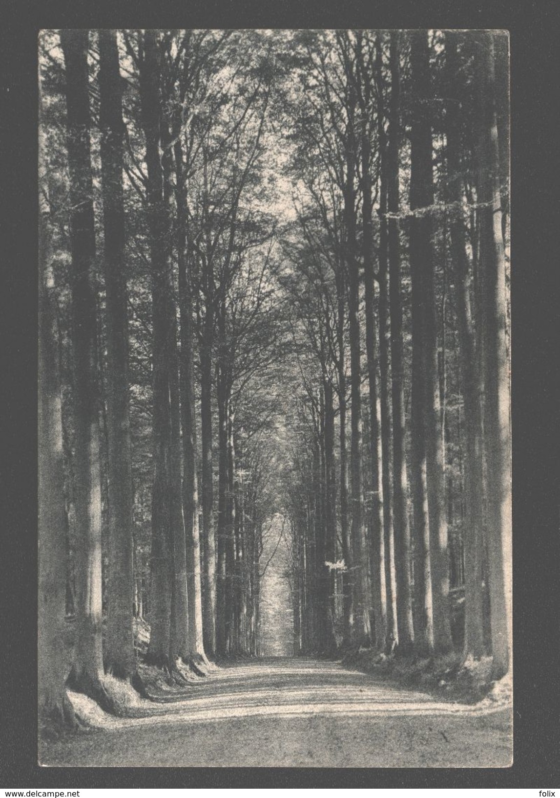Tervuren - Parc De Tervueren - La Drêve Des Sept étoiles - 1911 - Tervuren