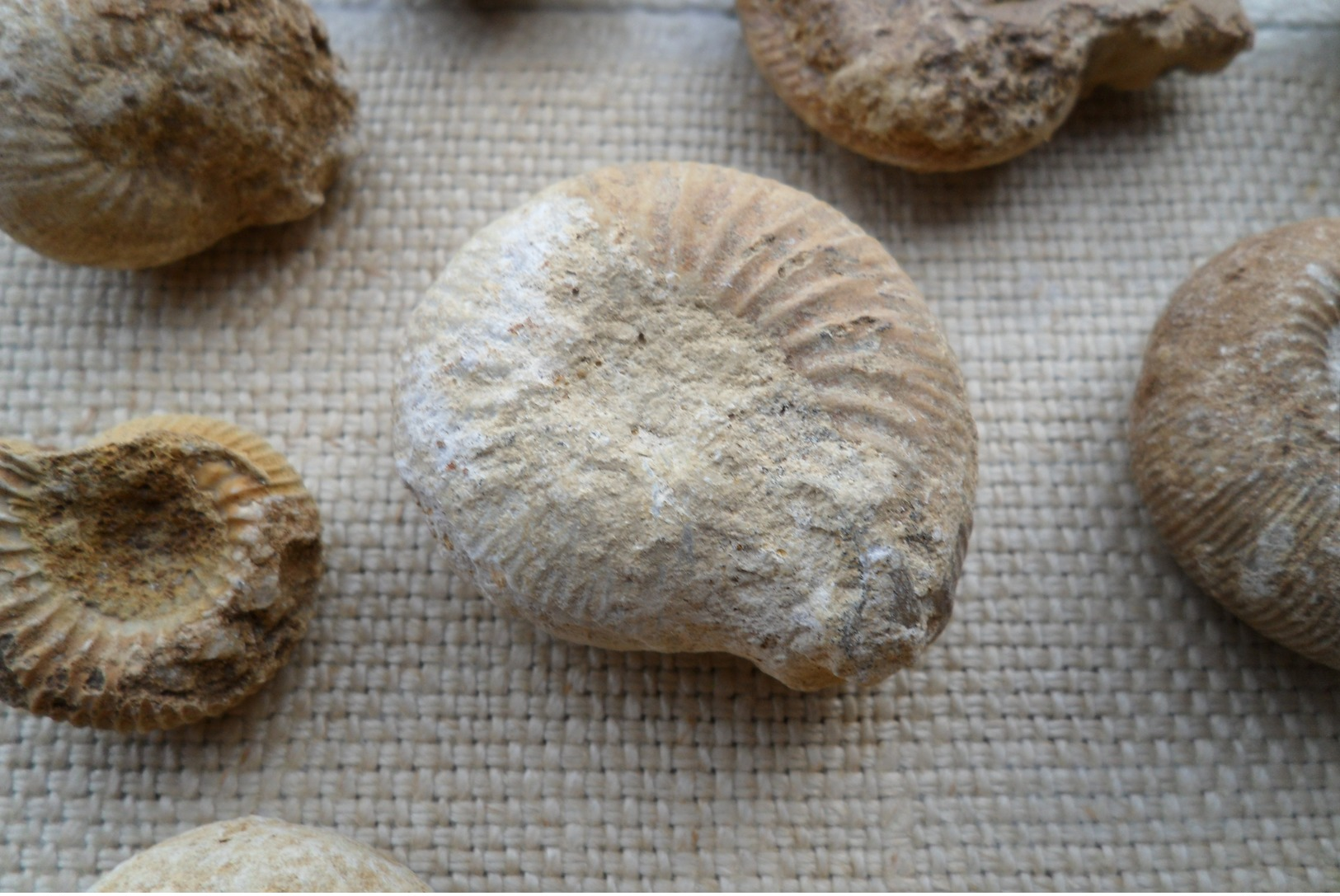 Ammonites (Calvados, Normandie) - Fossiles