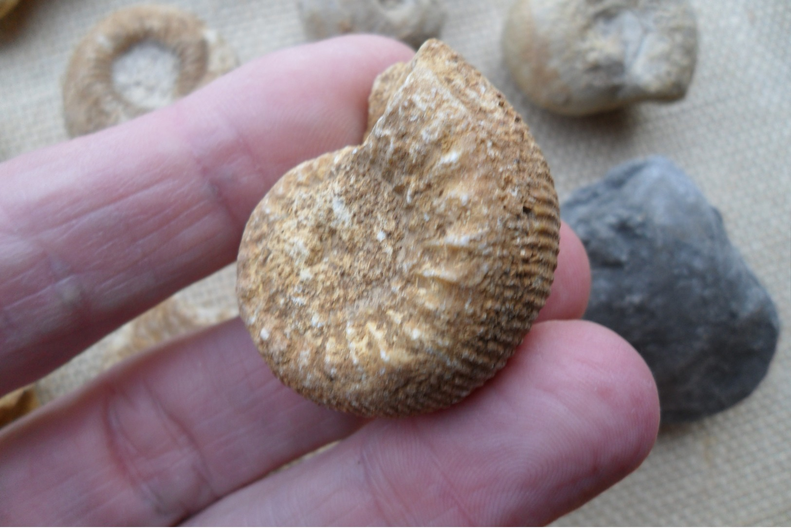 Ammonites (Calvados, Normandie) - Fossiles