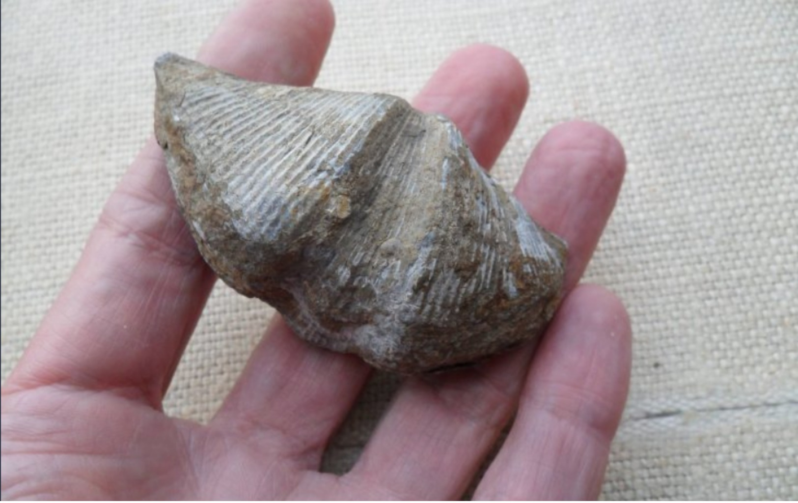 Spirifer Verneuilly (Barvaux, Belgique) - Fossils