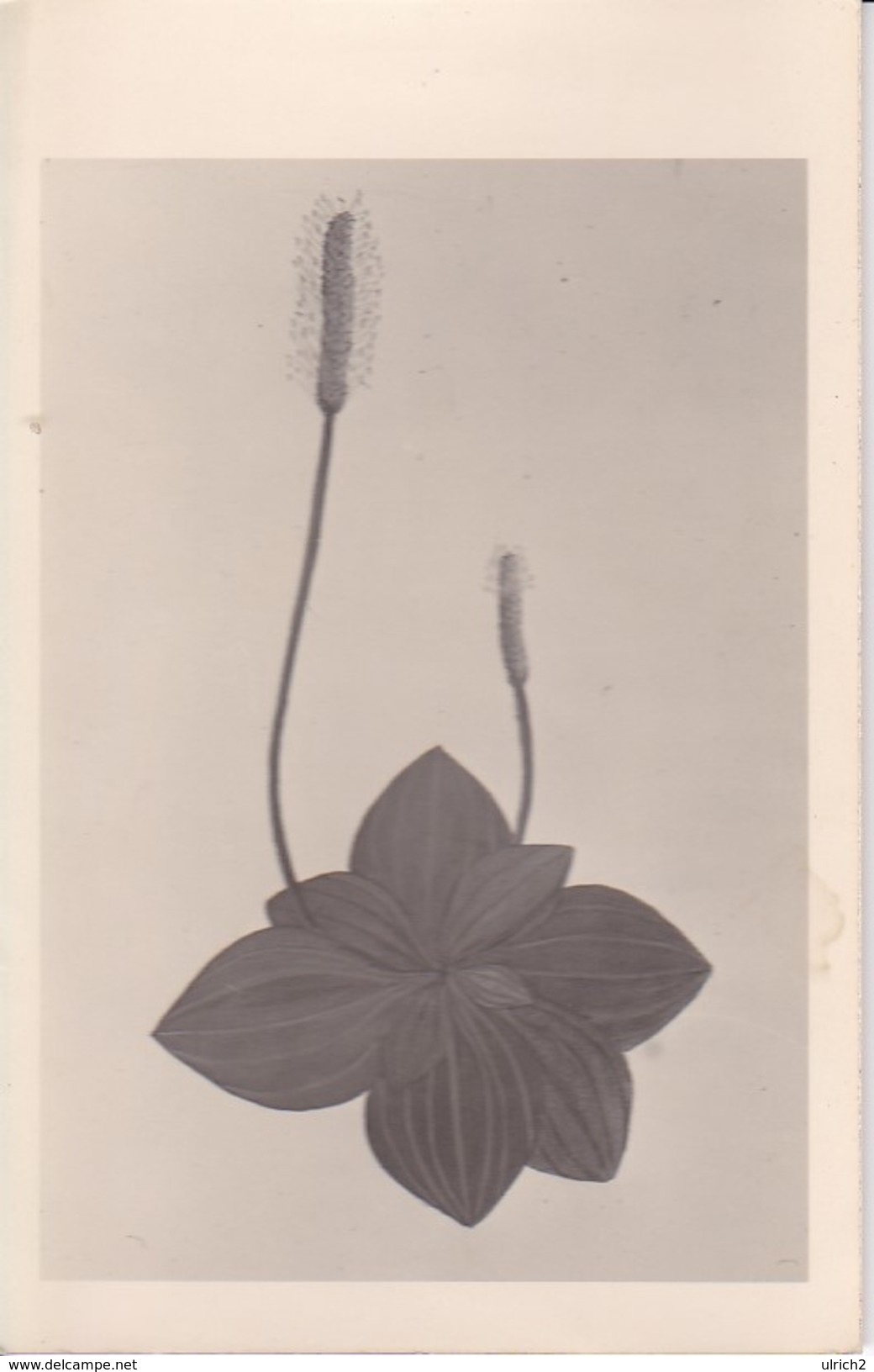 AK Zeichnung Einer Blume - Ca. 1950 (32398) - Blumen