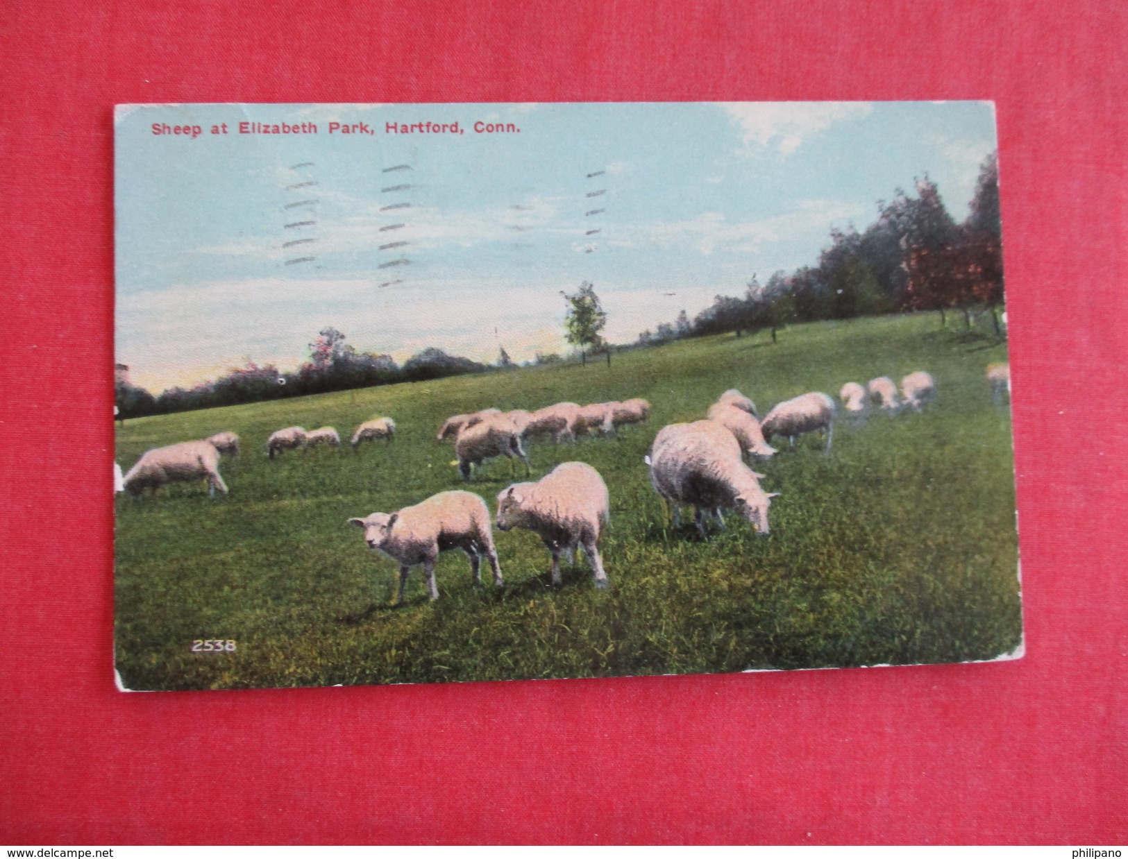 Sheep At Elizabeth Park  Connecticut > Hartford  === Ref 2783 - Hartford