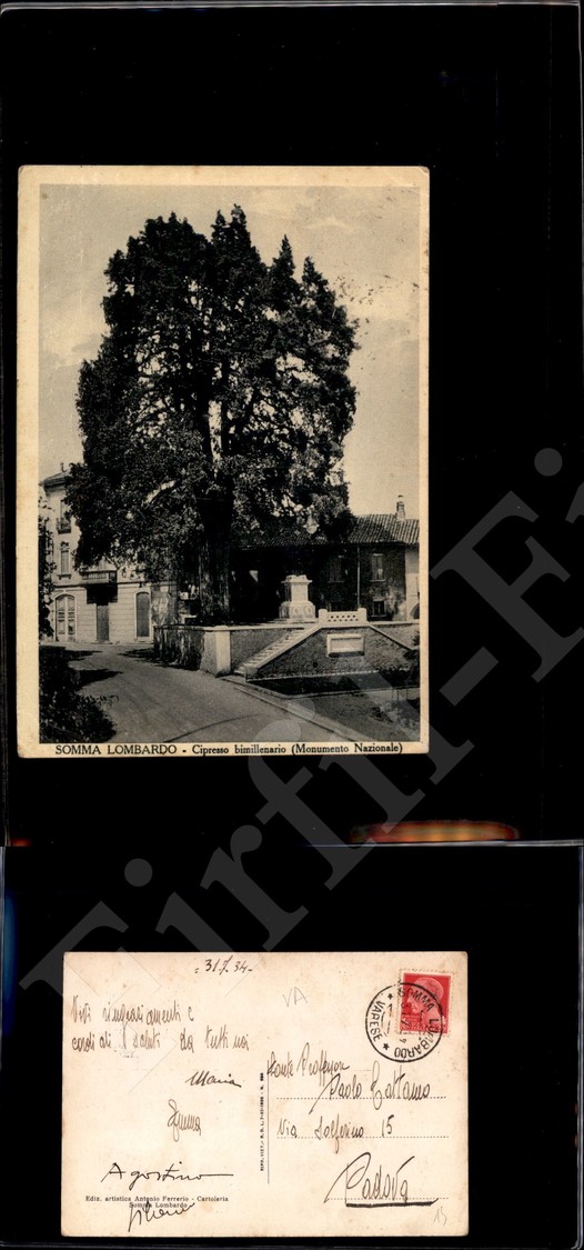 12242 Cartoline - Paesaggistiche - Lombardia - Somma Lombardo (VA) - Cipresso Bimillenario - 31.7.1934 FG - Autres & Non Classés