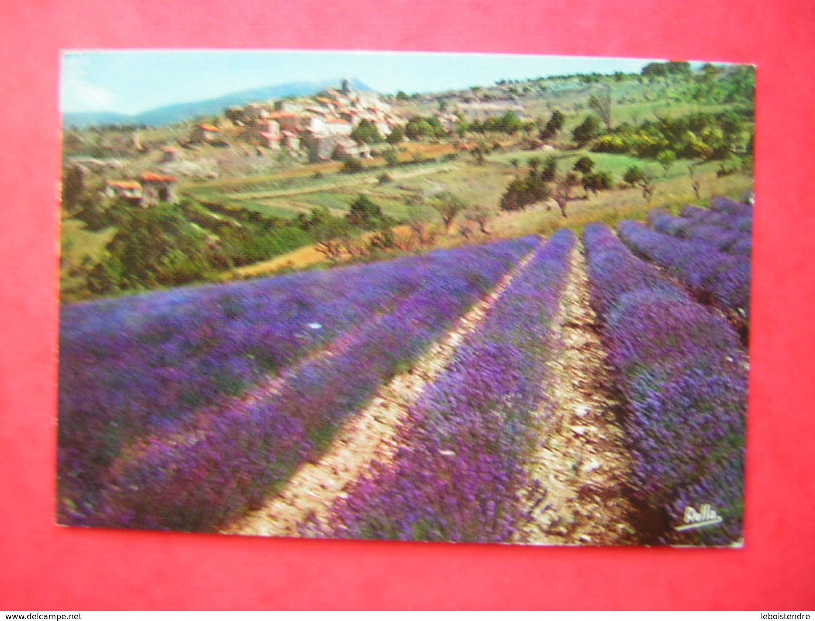 CPM CULTURE DE LA LAVANDE EN PROVENCE     VOYAGEE - Medicinal Plants