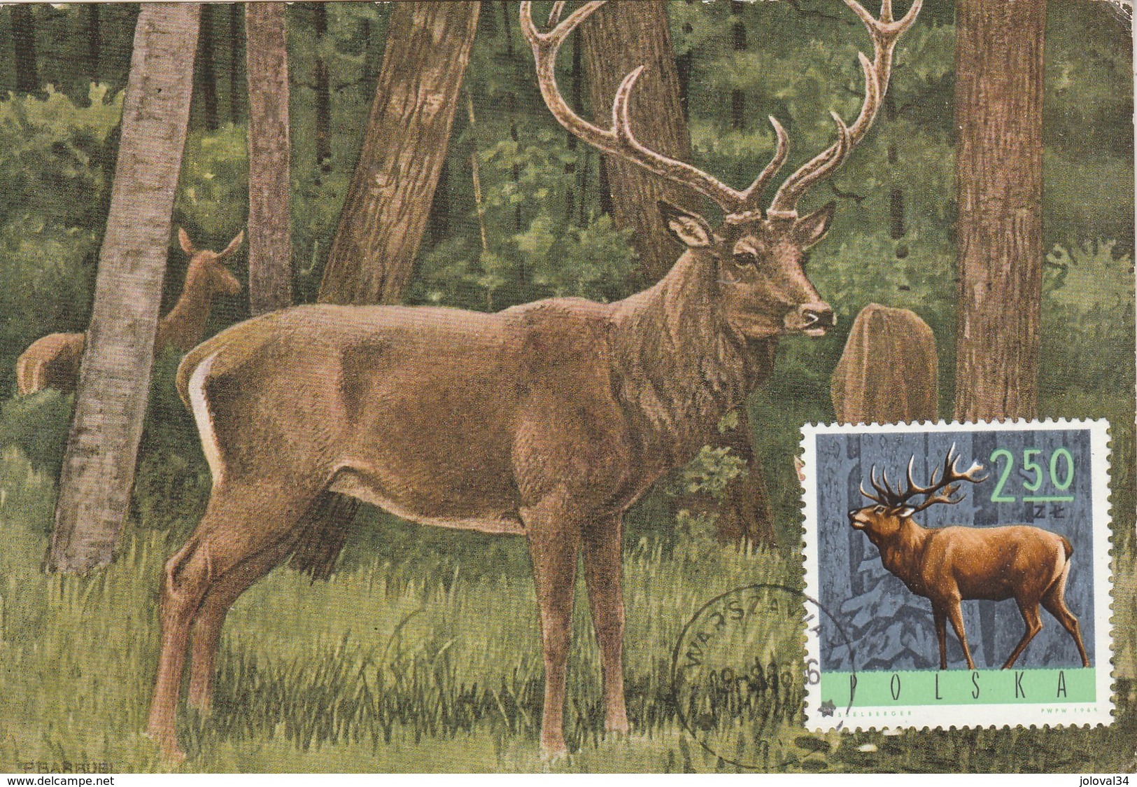 Pologne Carte Maximum 1966 Yvert 1489 - Cerf - Thème Animaux Gibier Chasse - Cartes Maximum