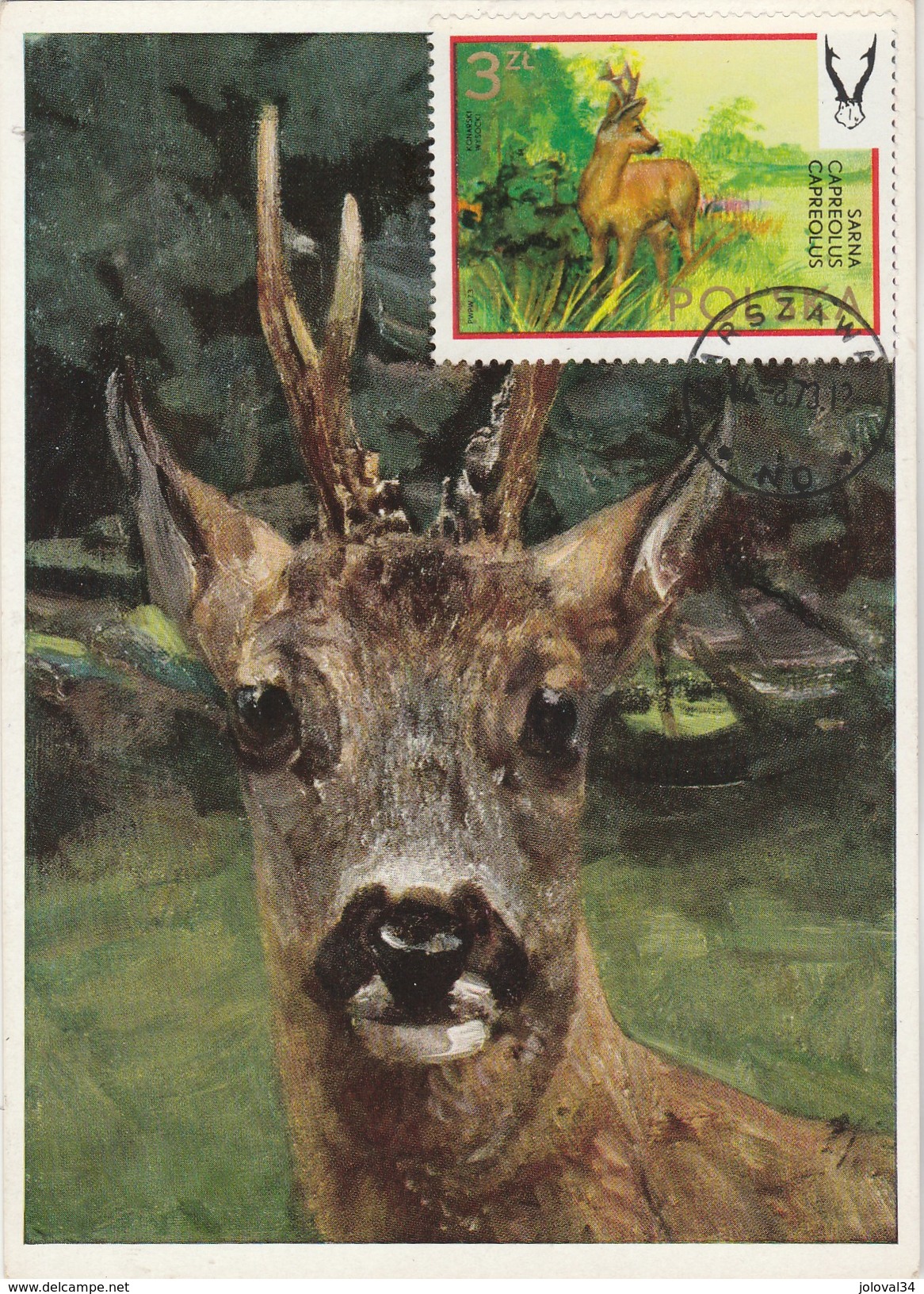 Pologne Carte Maximum 1973 Yvert  2095 - Chevreuil - Thème Animaux Gibier Chasse - Cartes Maximum