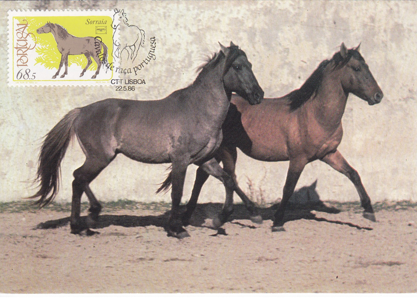 THE HORSE - Caballos