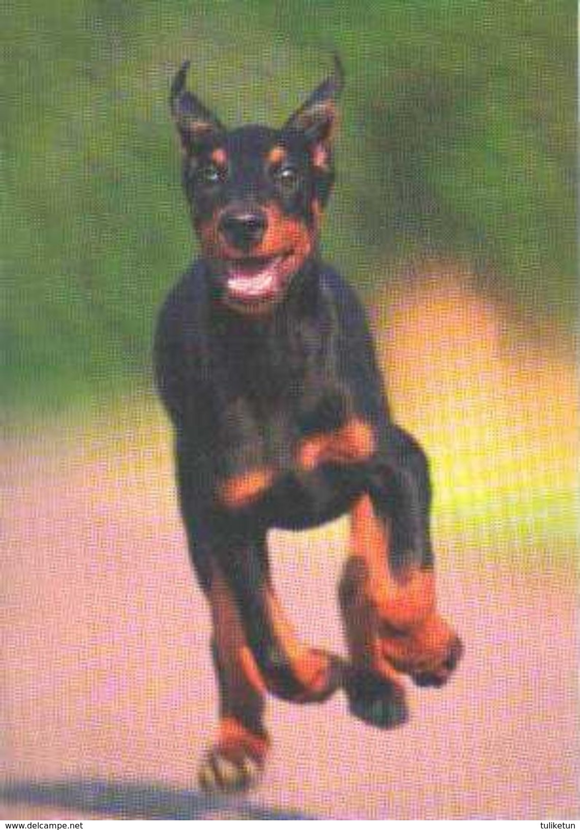 Dobermann Pincher - Dog - Chien - Cane - Hund - Hond - Perro - Honden