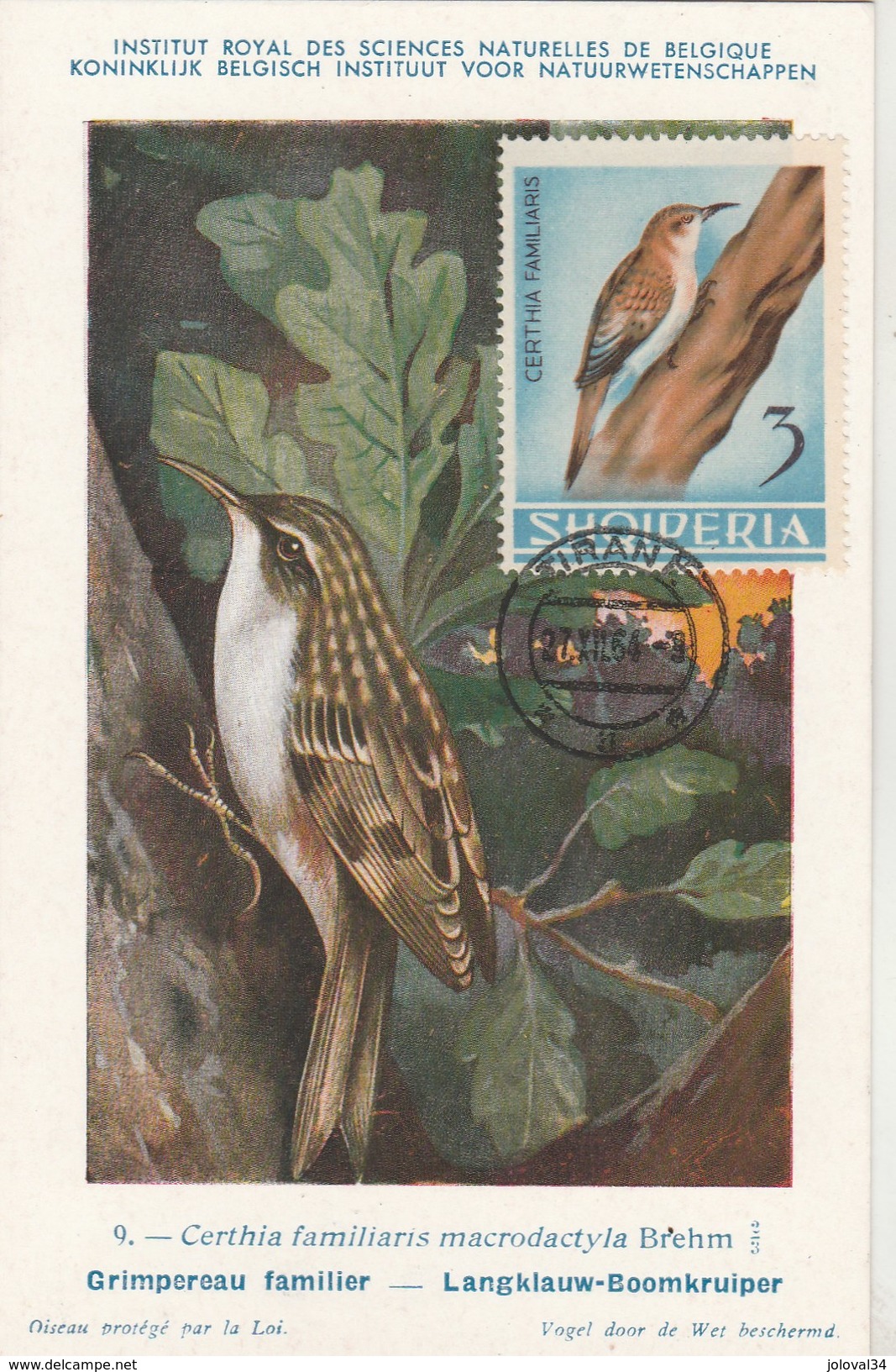 Albanie Carte Maximum 1964  Yvert  702 - Grimpereau Familier - Thème Animaux Oiseaux - Albanie