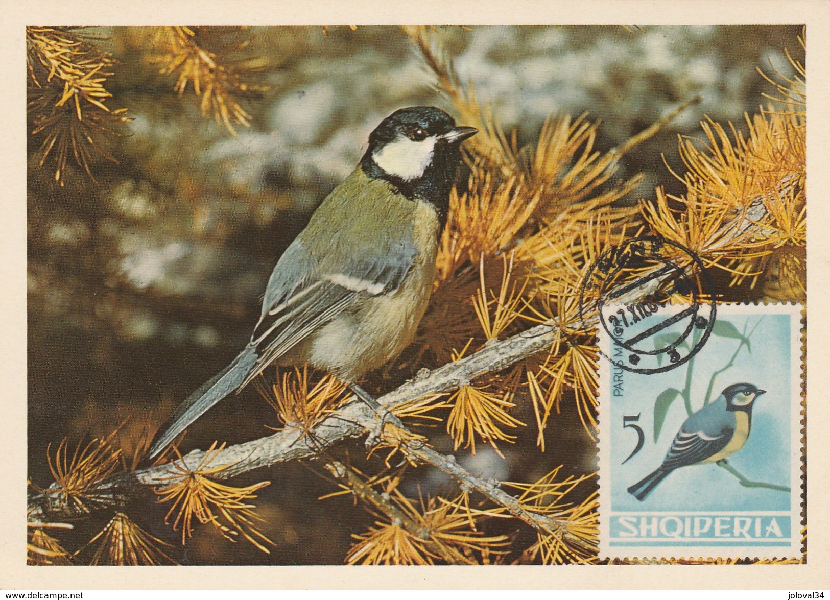 Albanie Carte Maximum 1964  Yvert  704 - Mésange Charbonnière - Thème Animaux Oiseaux - Albanië